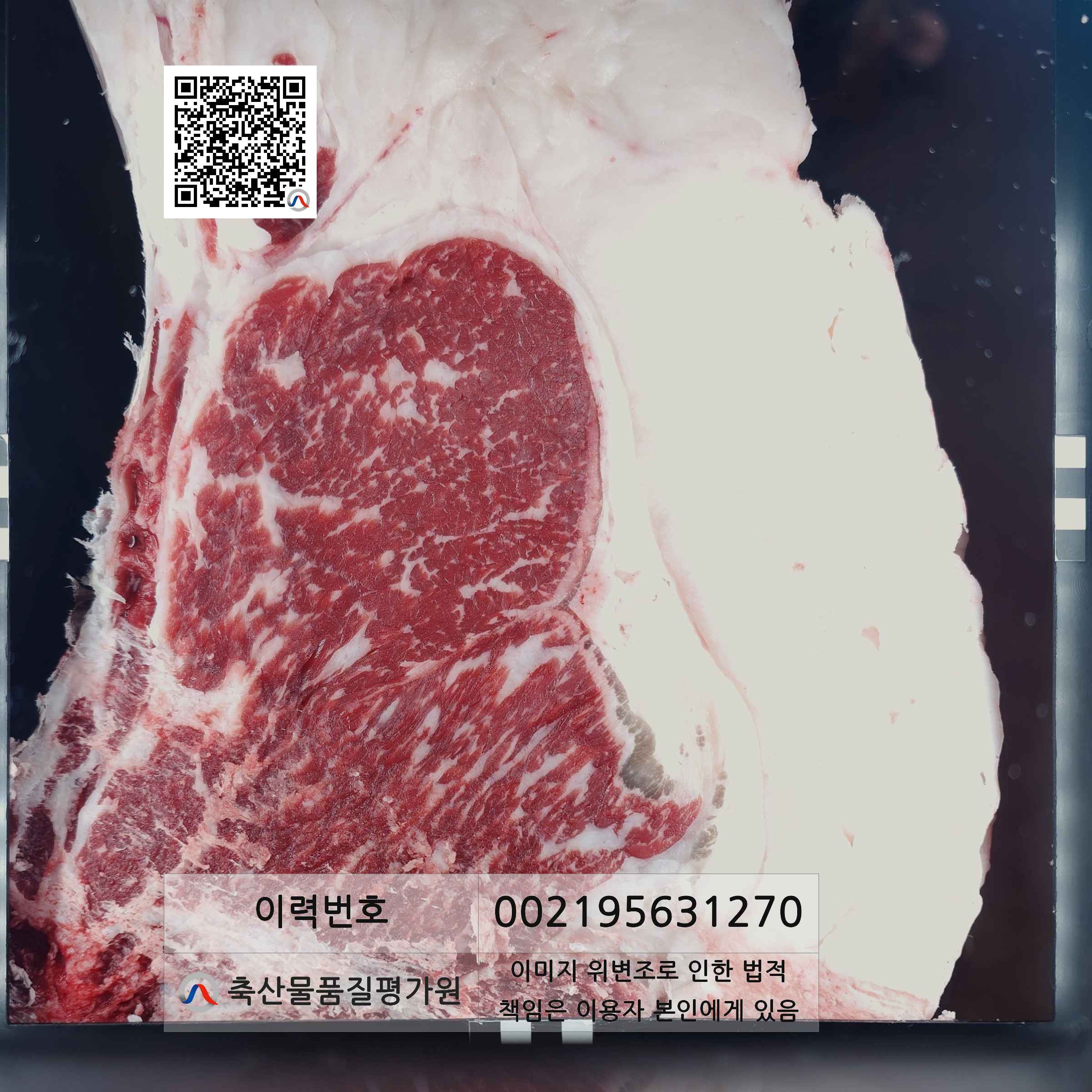 등심단면적 사진