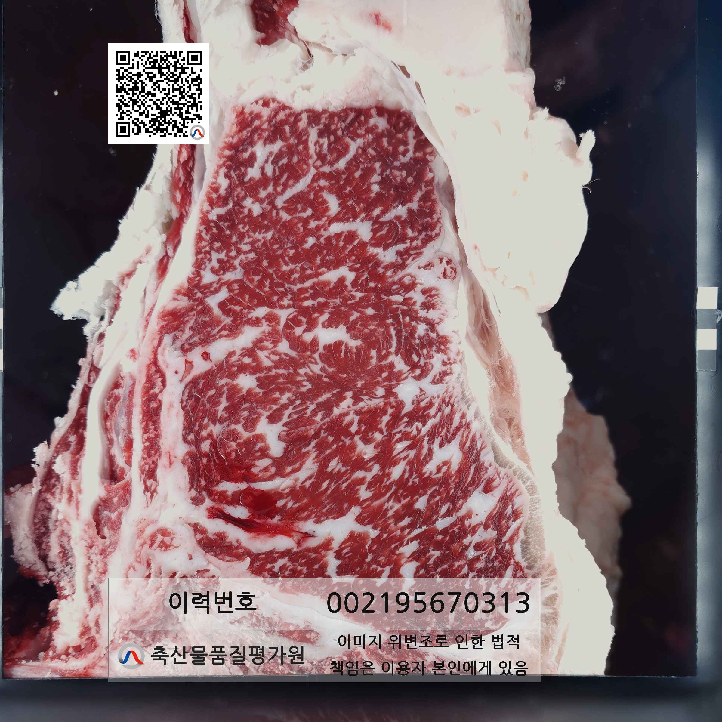 등심단면적 사진