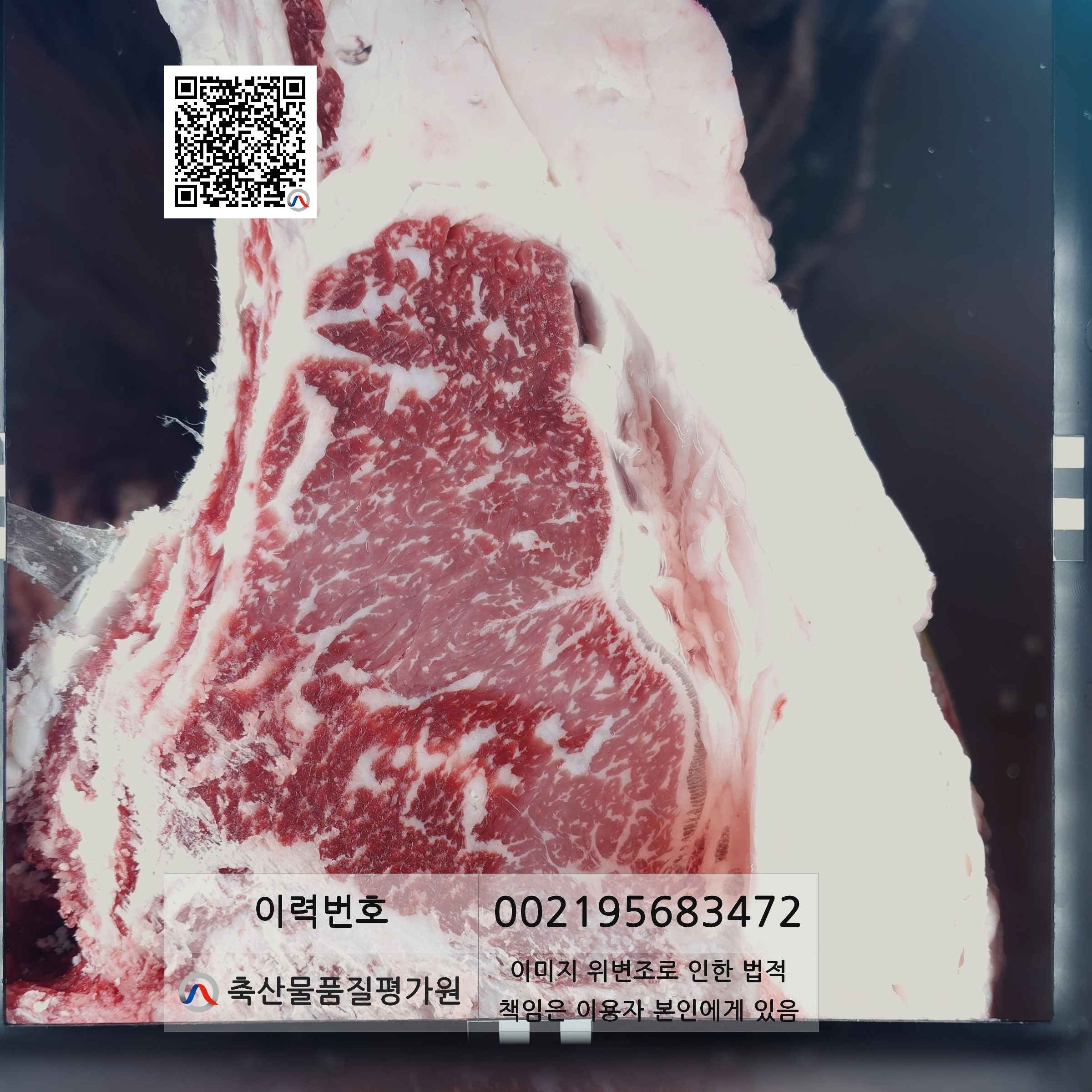 등심단면적 사진