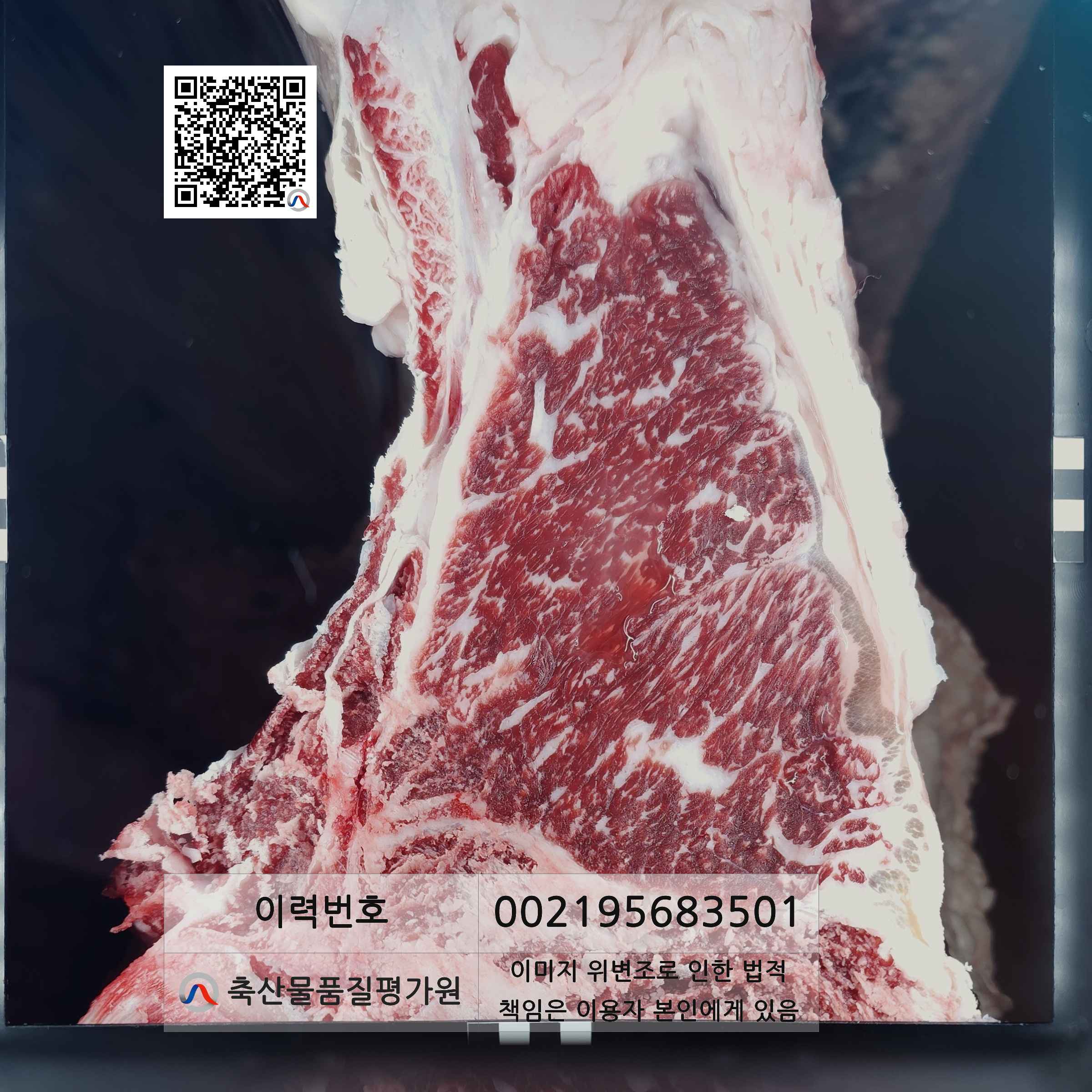 등심단면적 사진