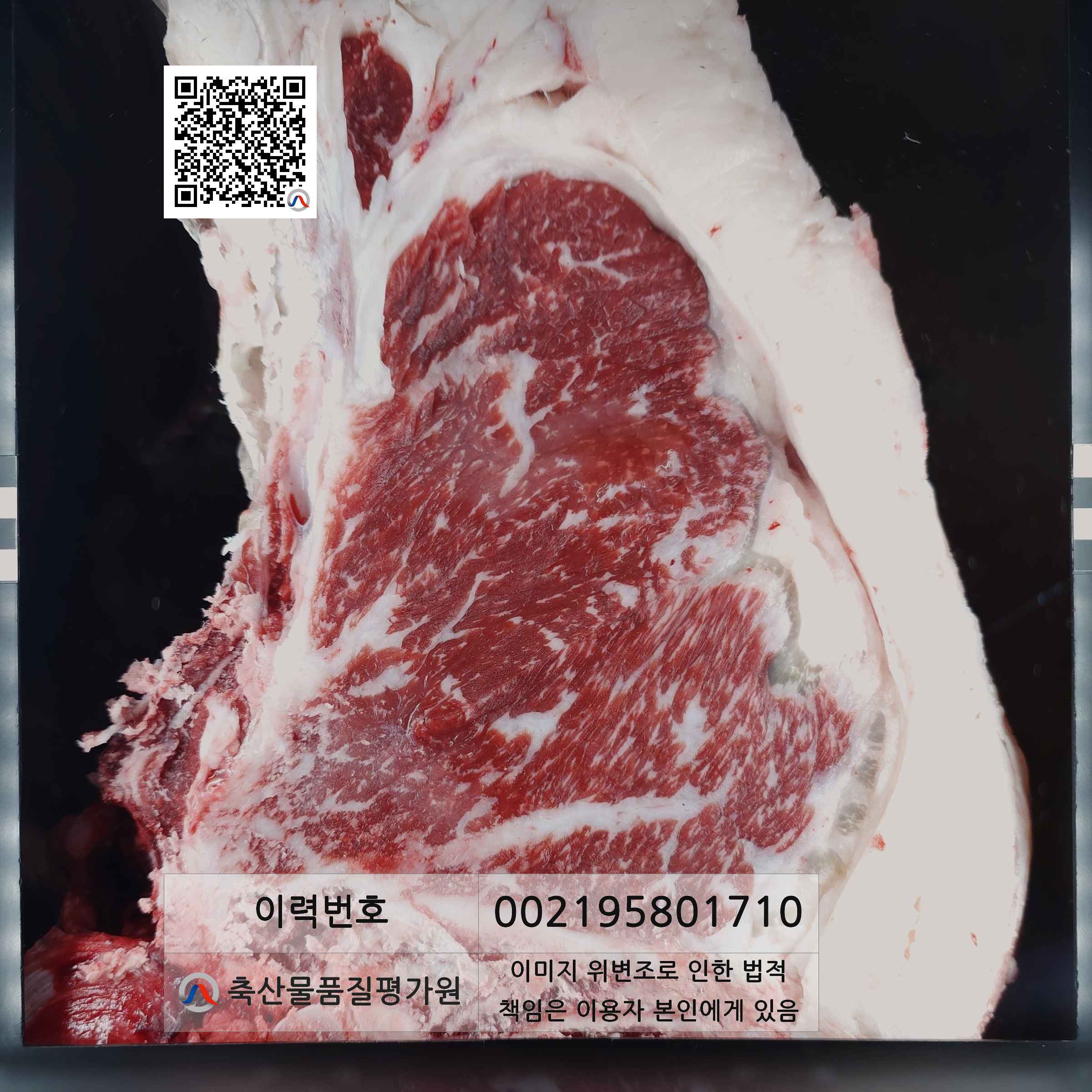 등심단면적 사진