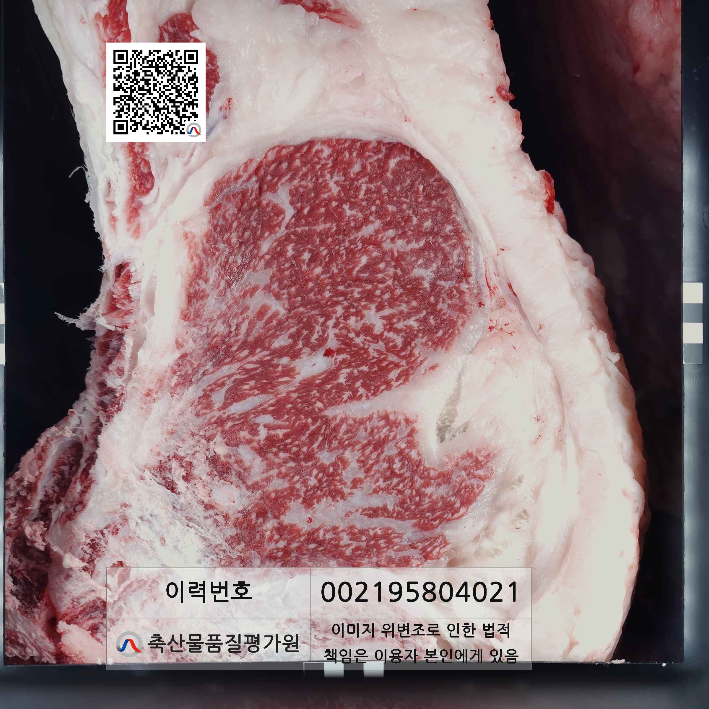 등심단면적 사진