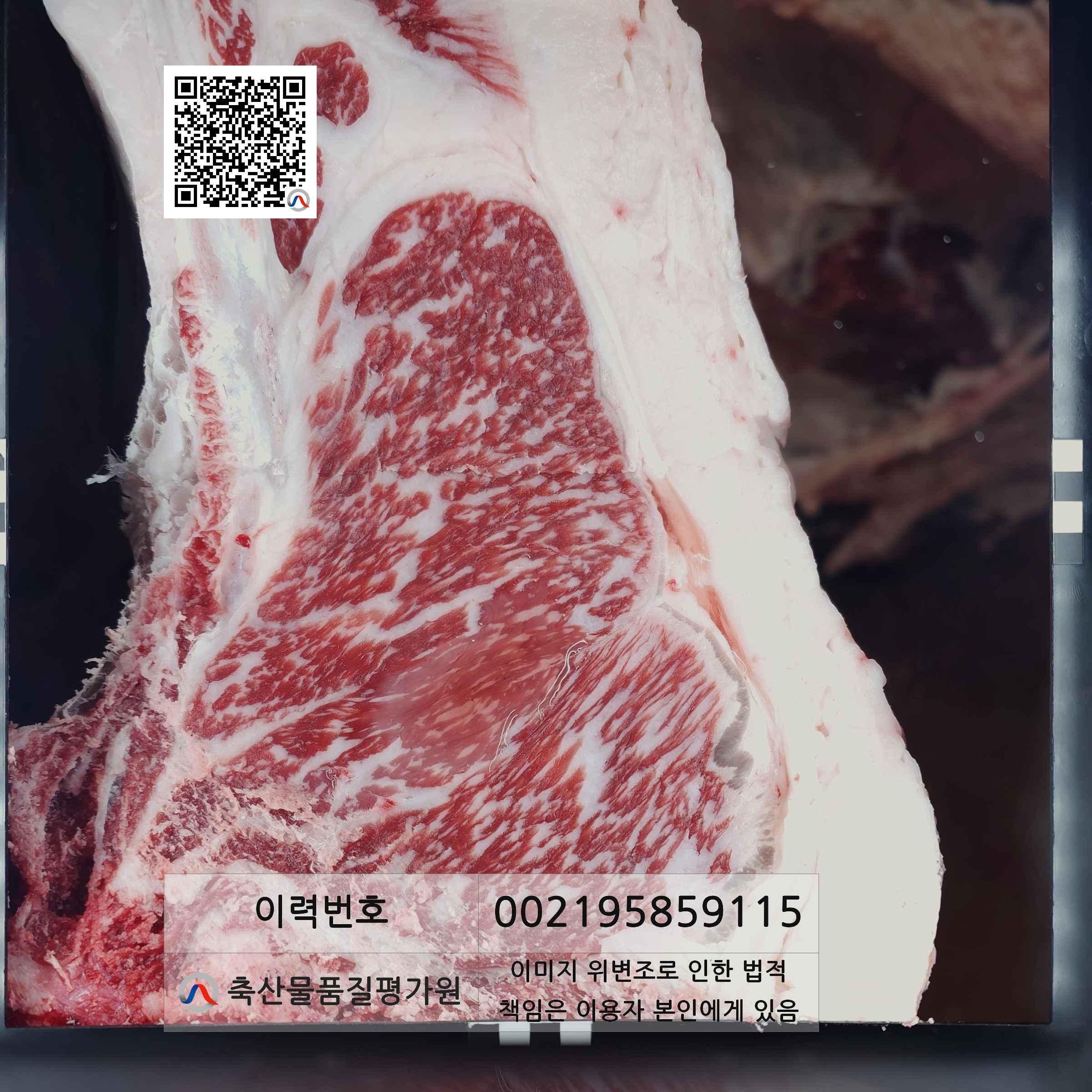 등심단면적 사진