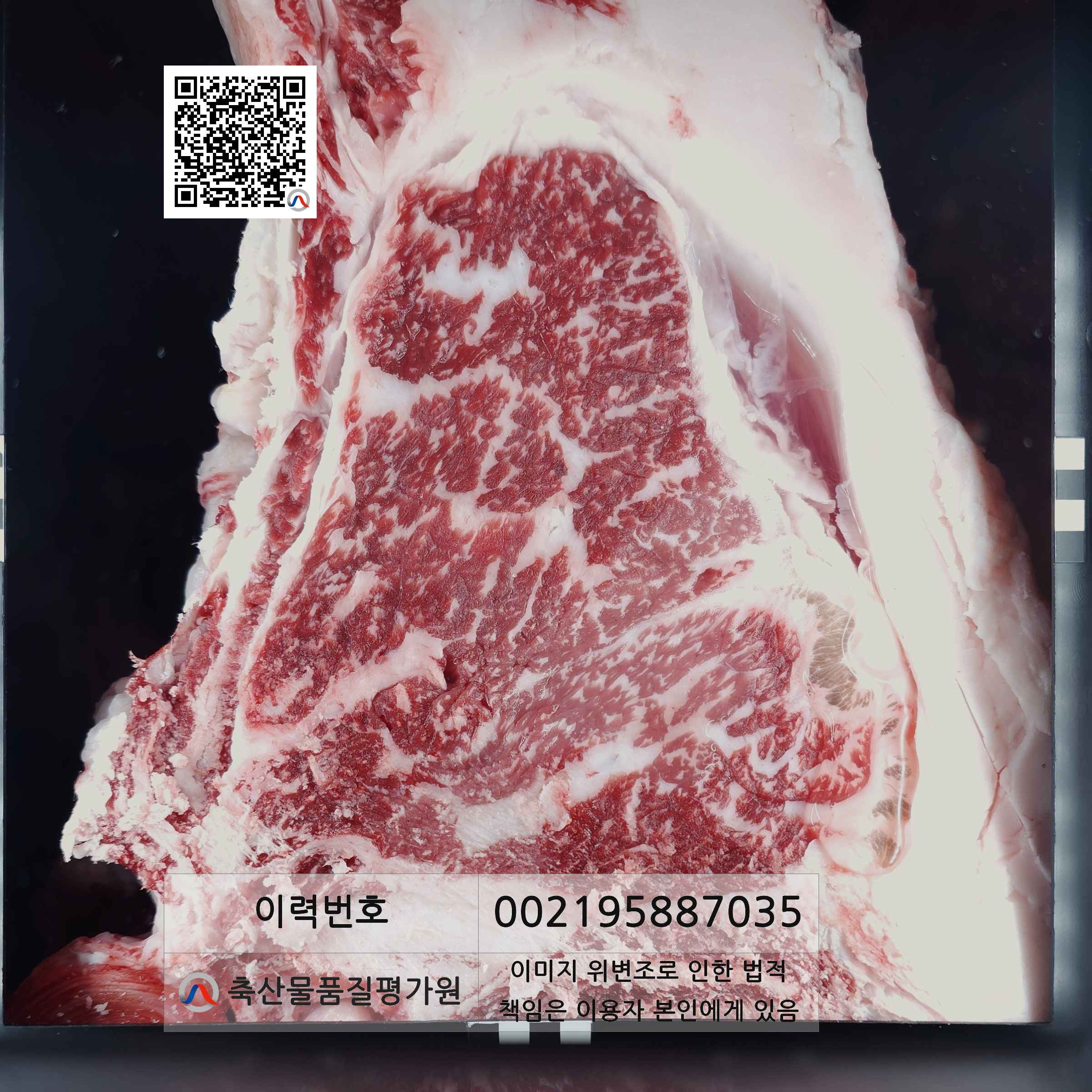 등심단면적 사진