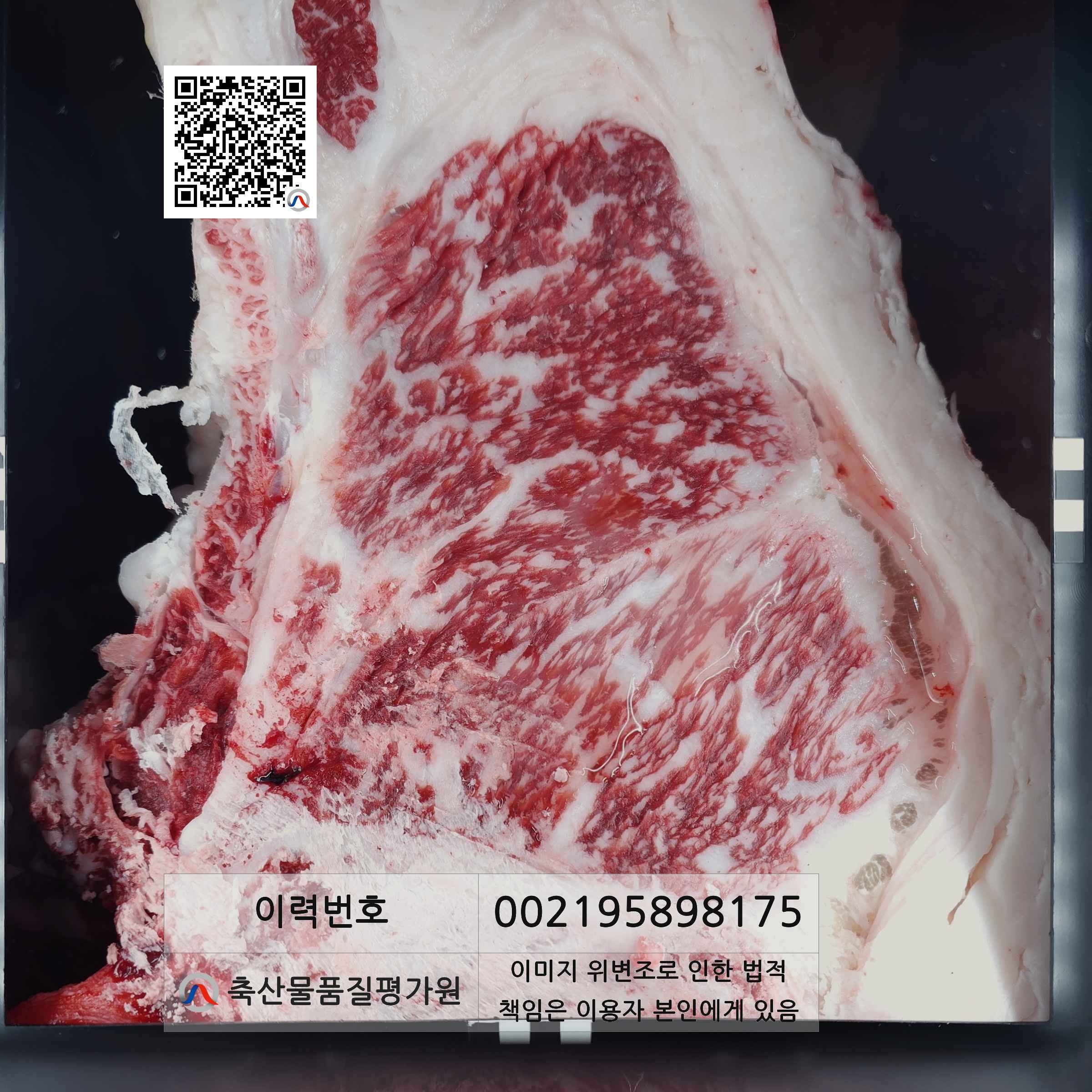 등심단면적 사진