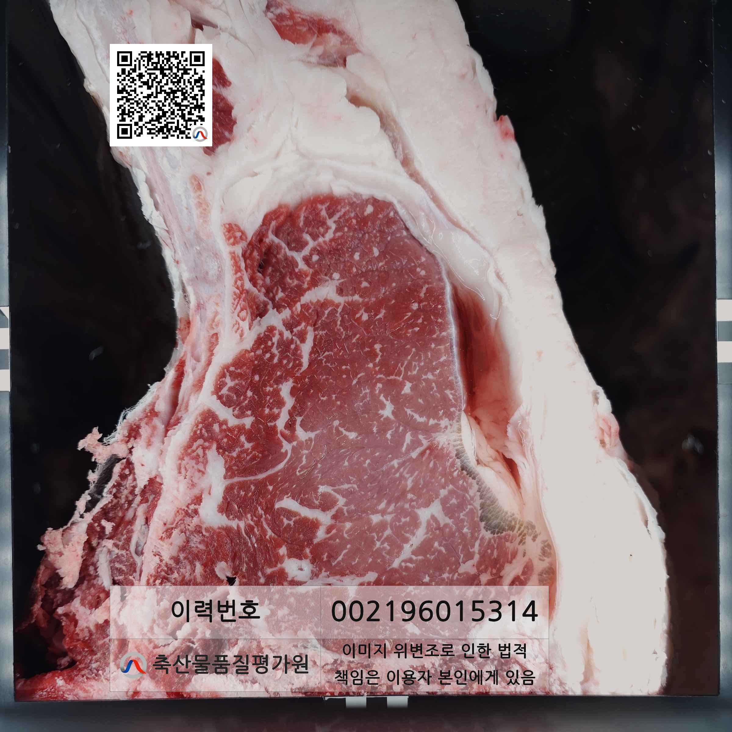등심단면적 사진