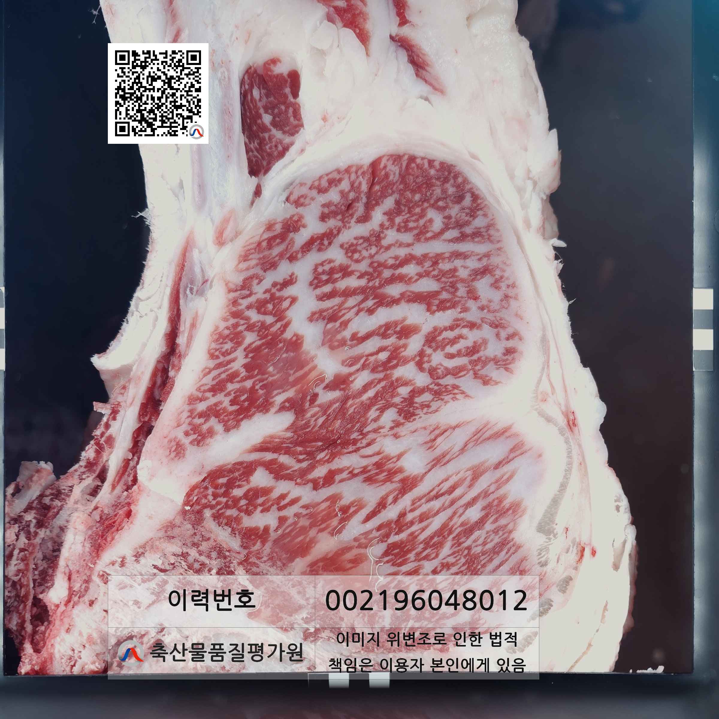 등심단면적 사진