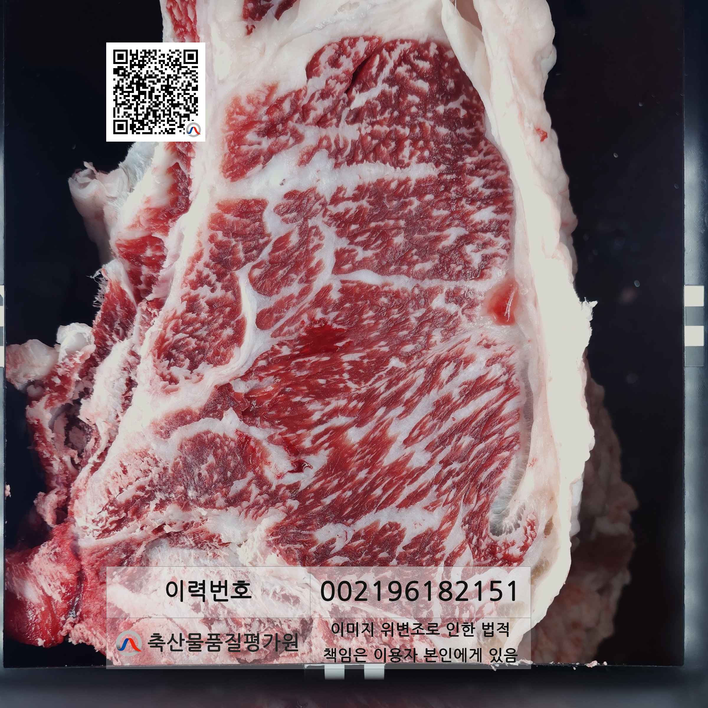 등심단면적 사진