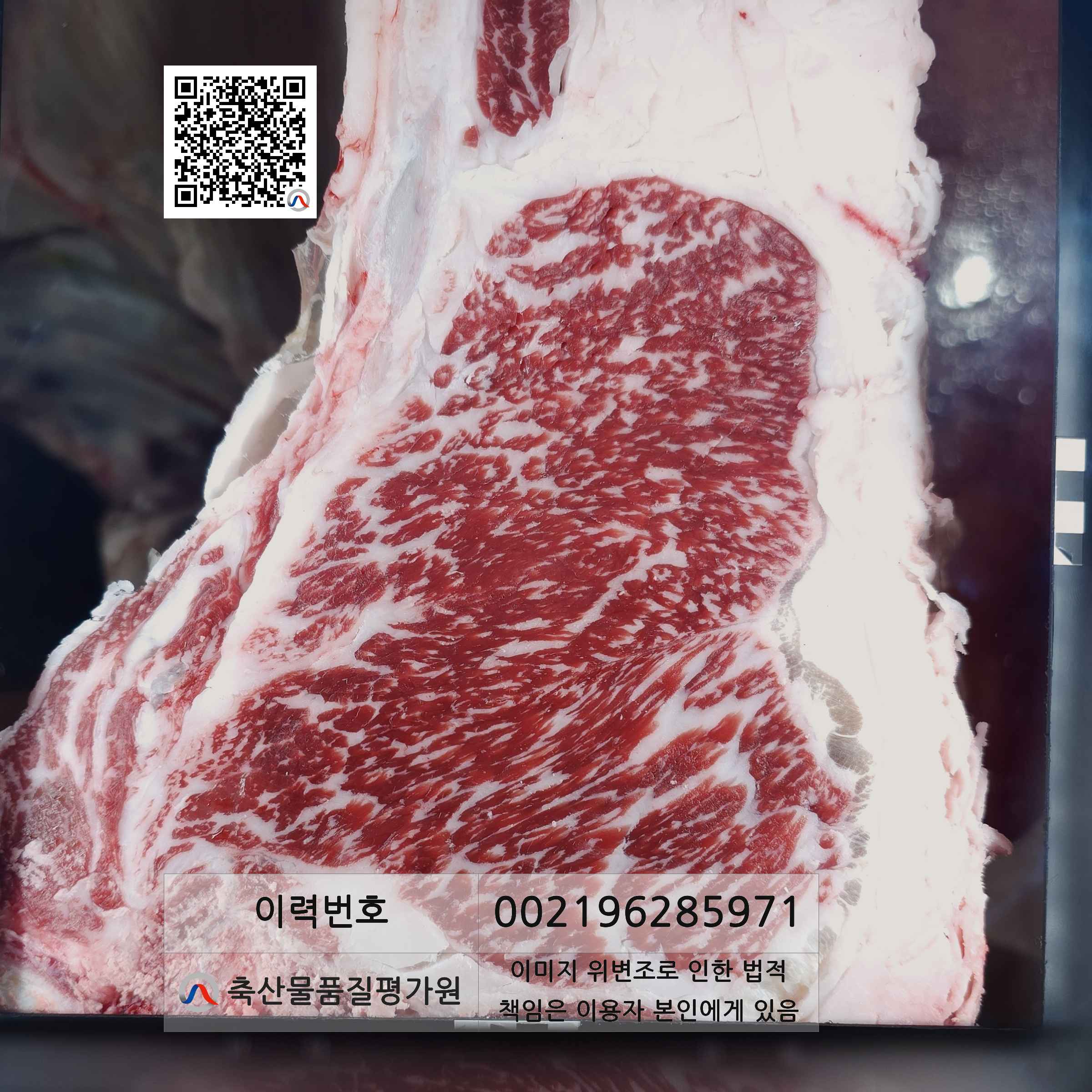 등심단면적 사진