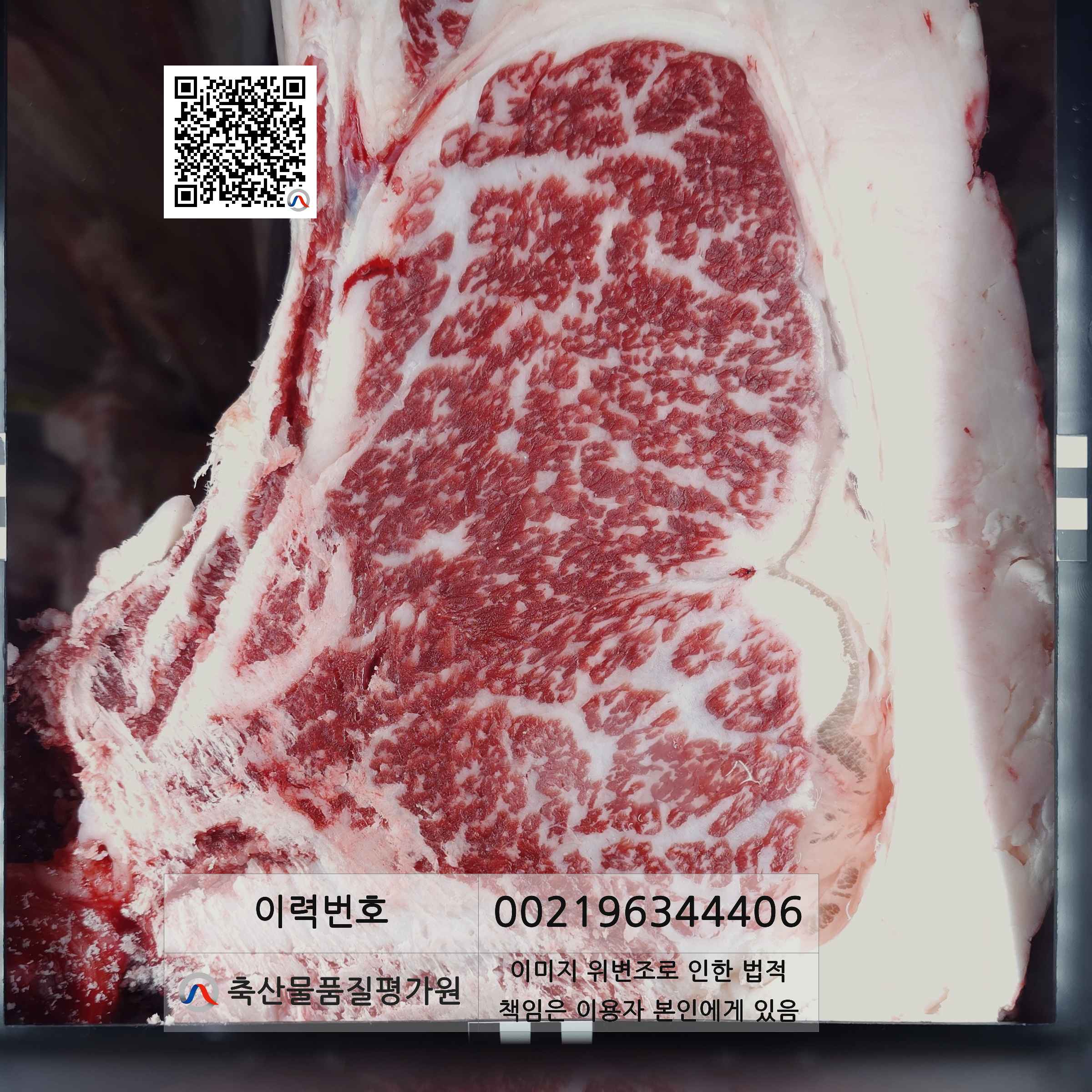 등심단면적 사진