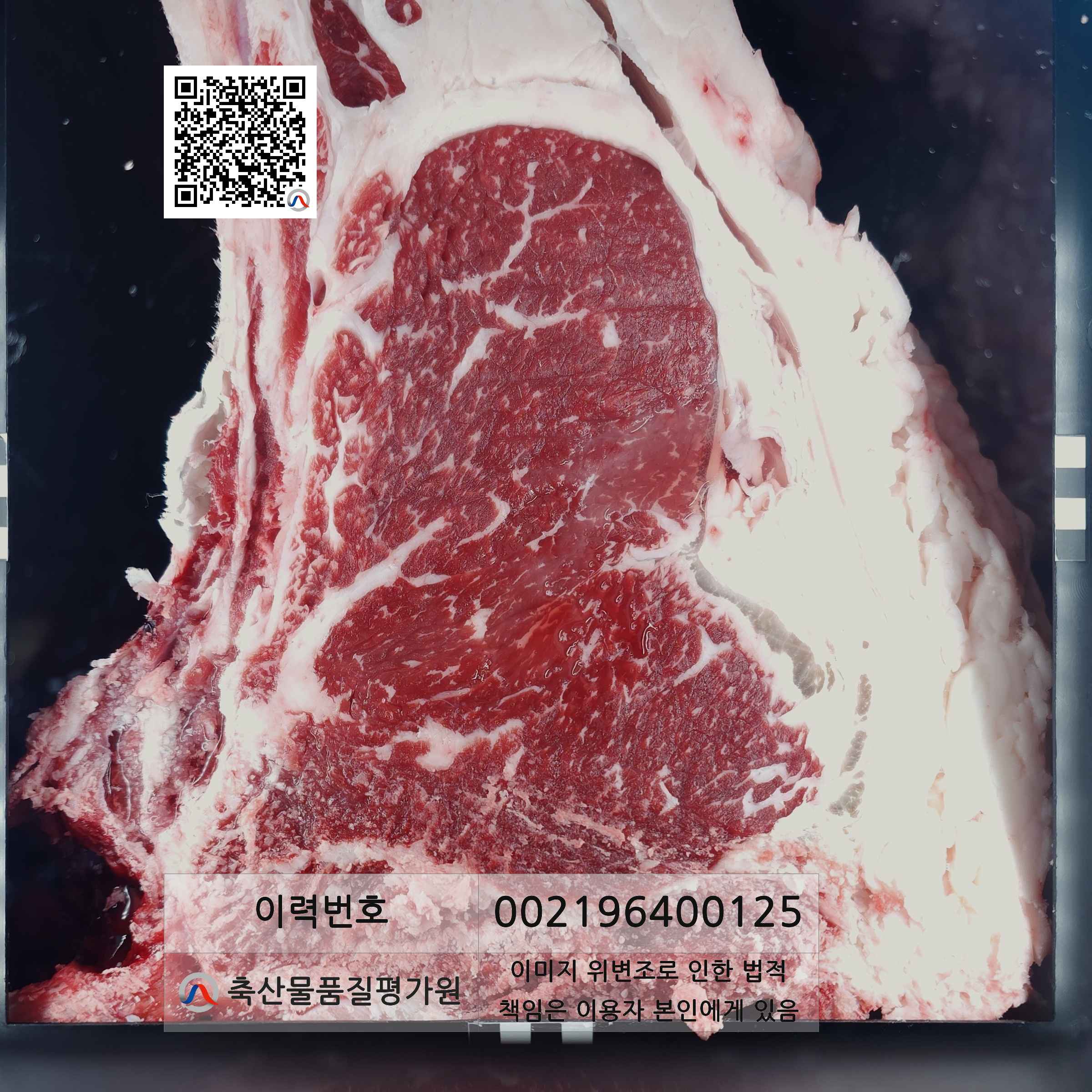 등심단면적 사진