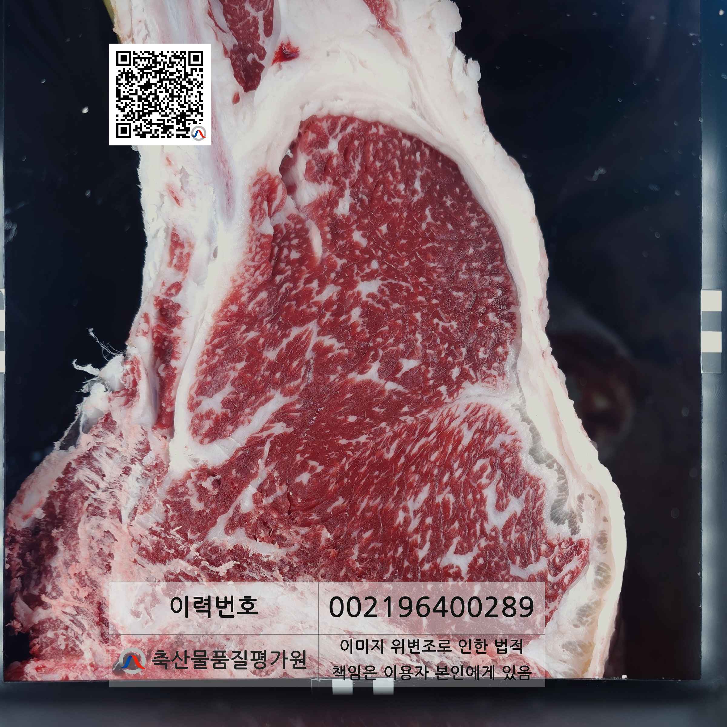 등심단면적 사진