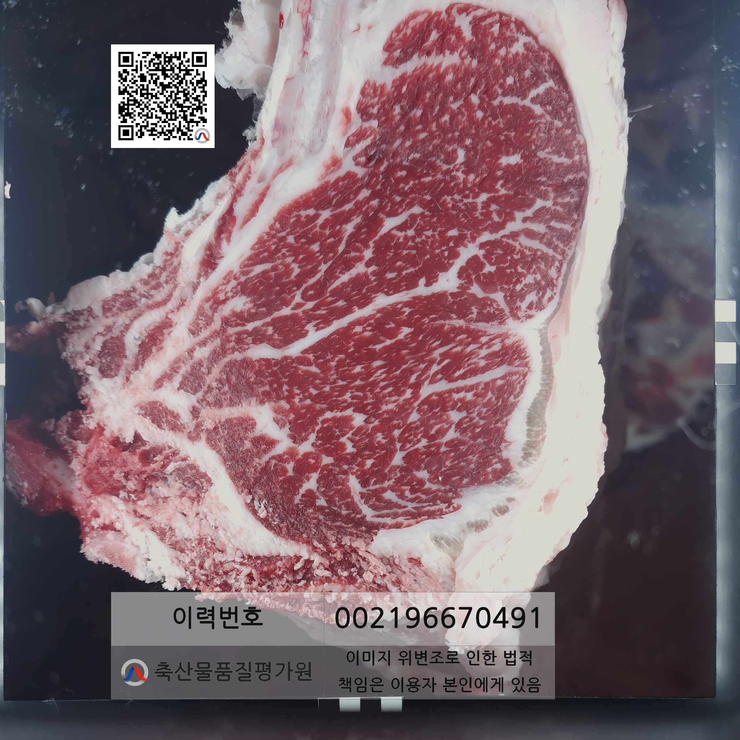 등심단면적 사진
