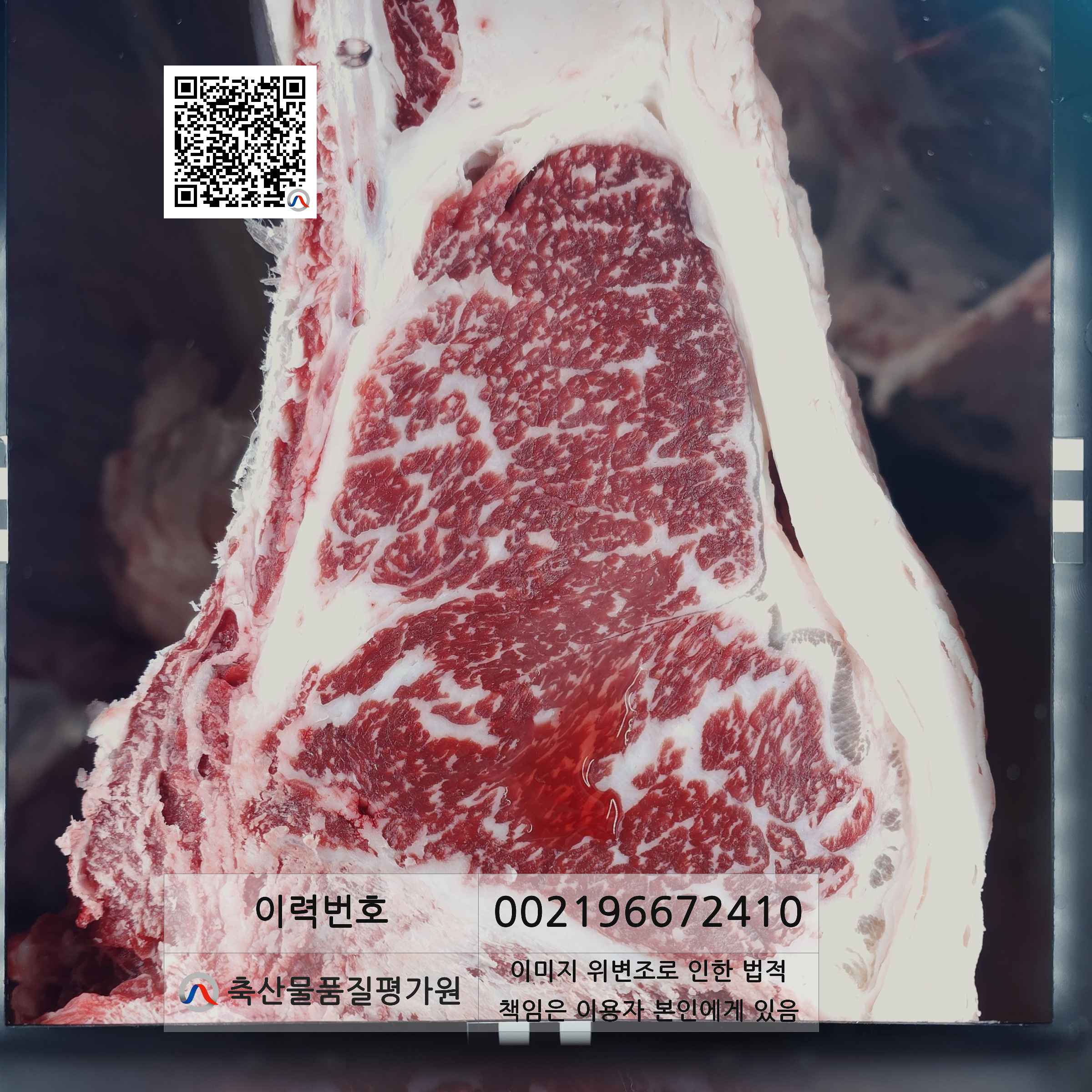 등심단면적 사진
