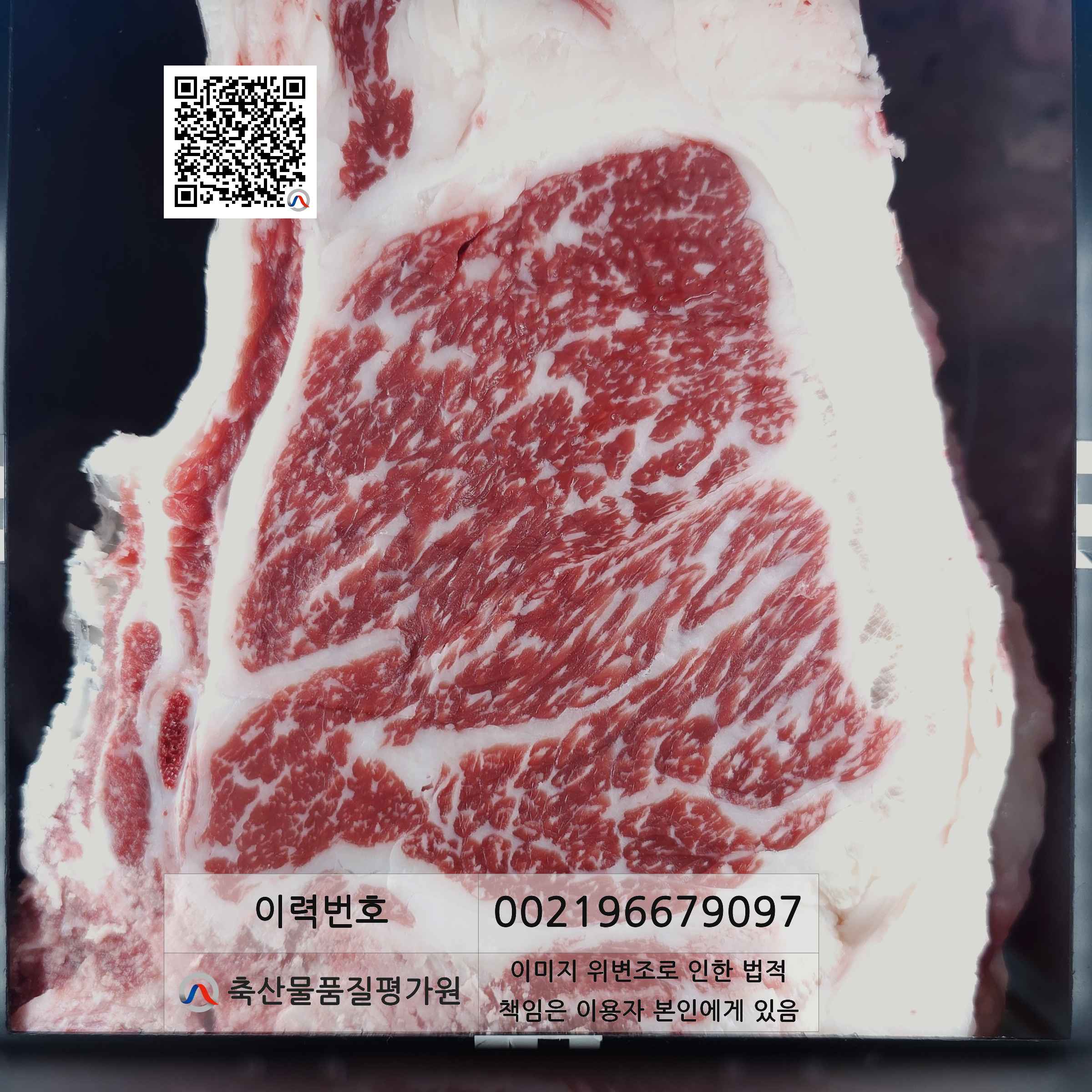 등심단면적 사진