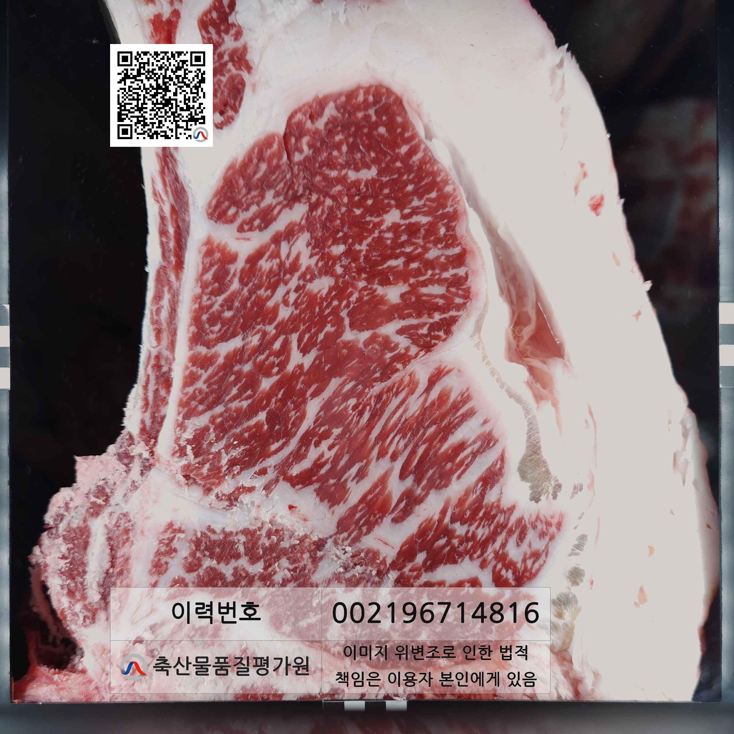 등심단면적 사진