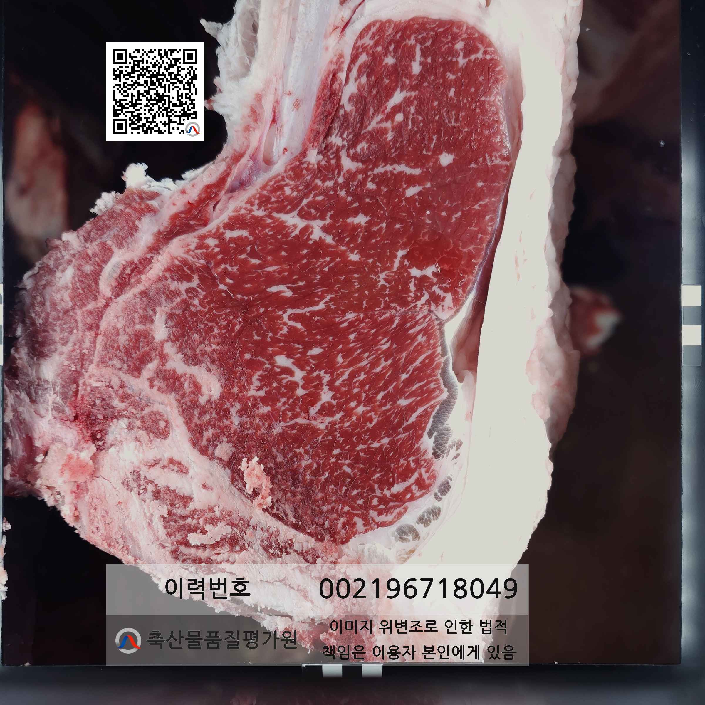 등심단면적 사진