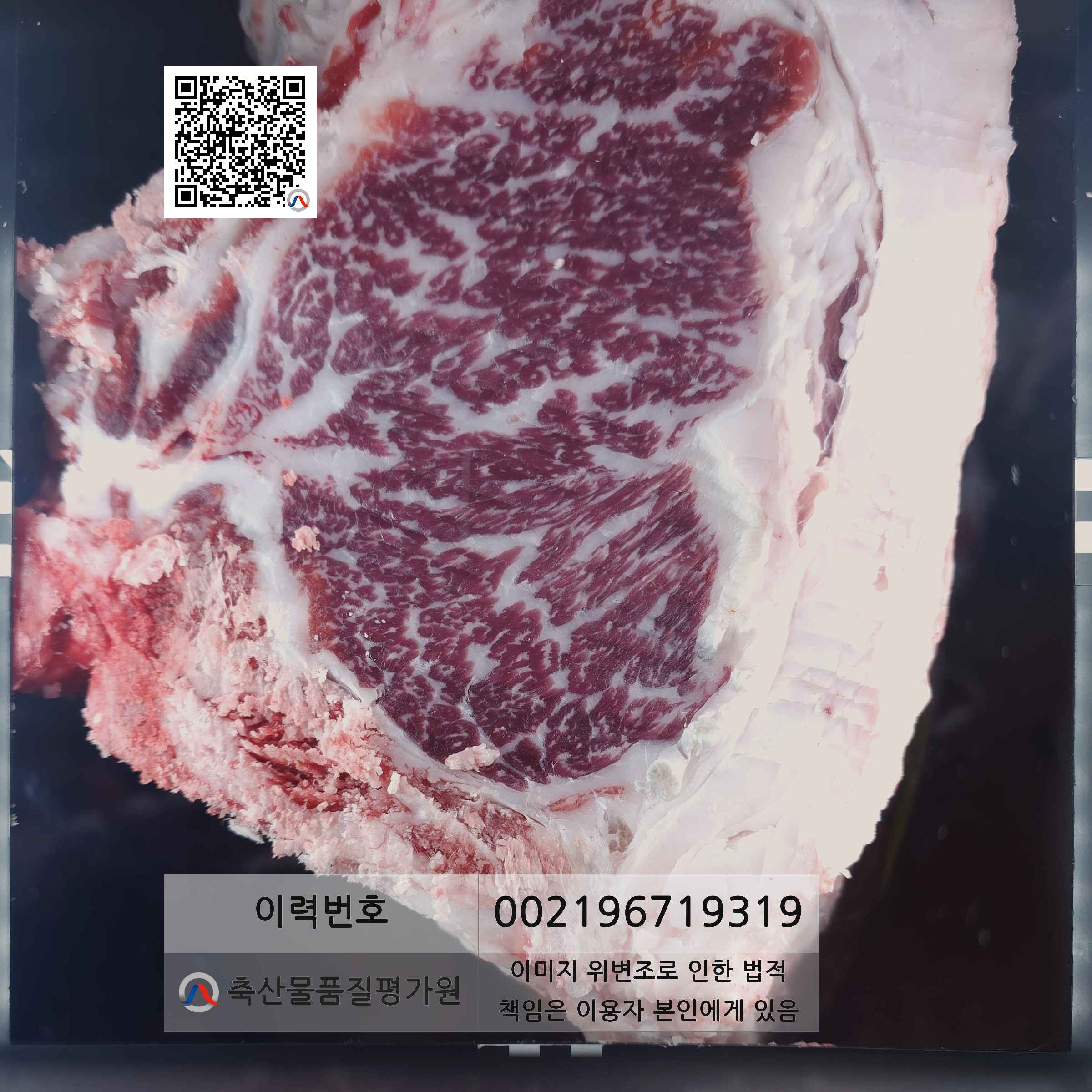 등심단면적 사진