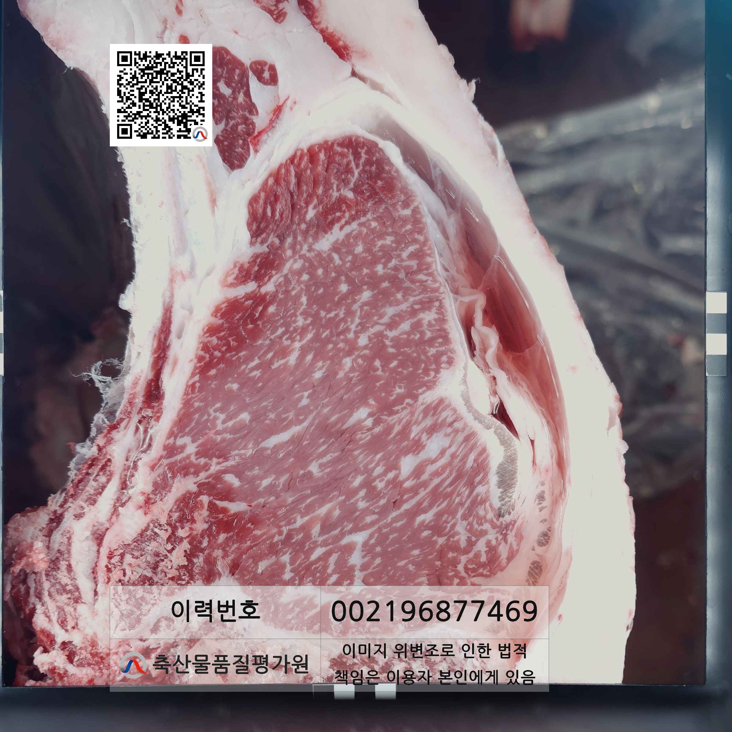 등심단면적 사진