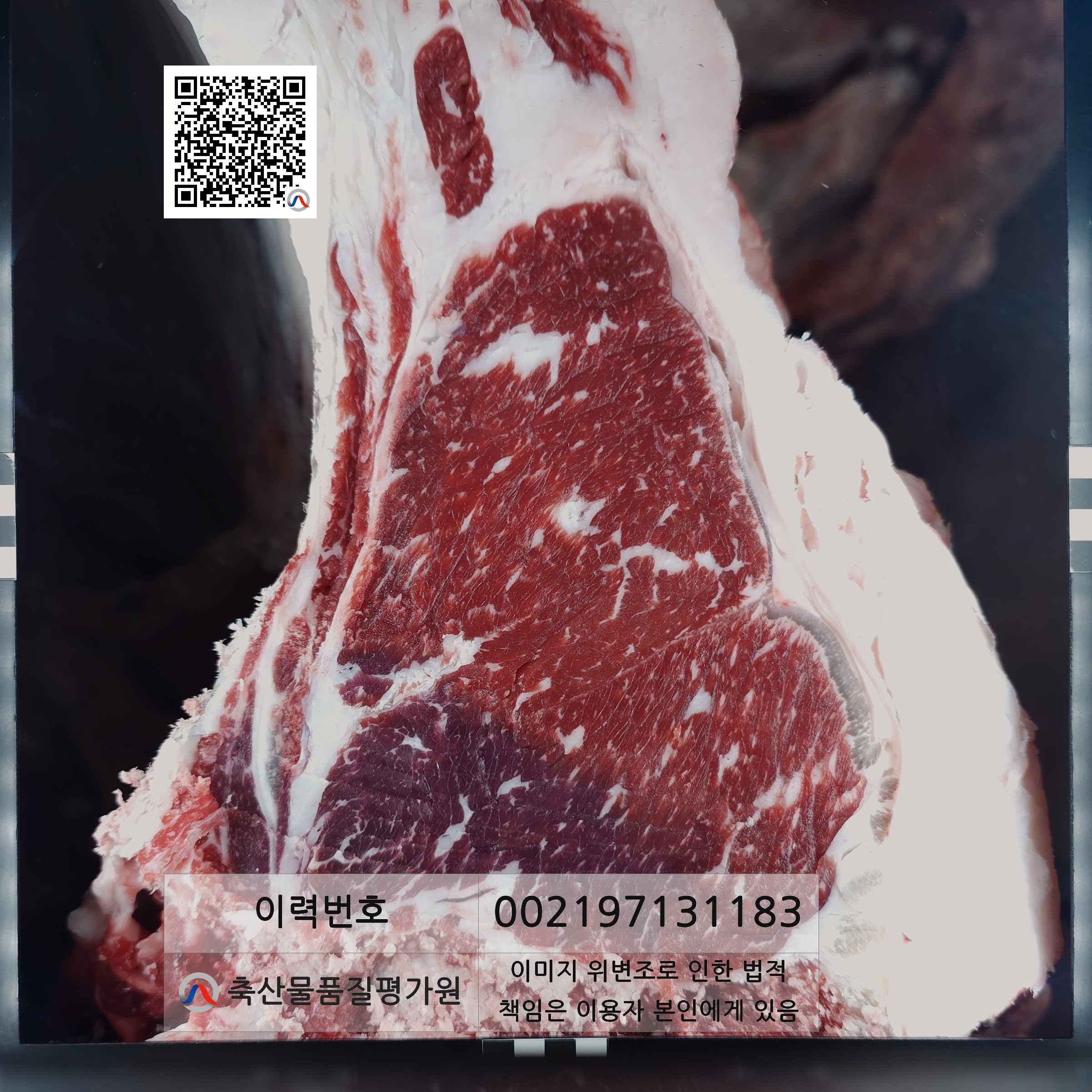 등심단면적 사진