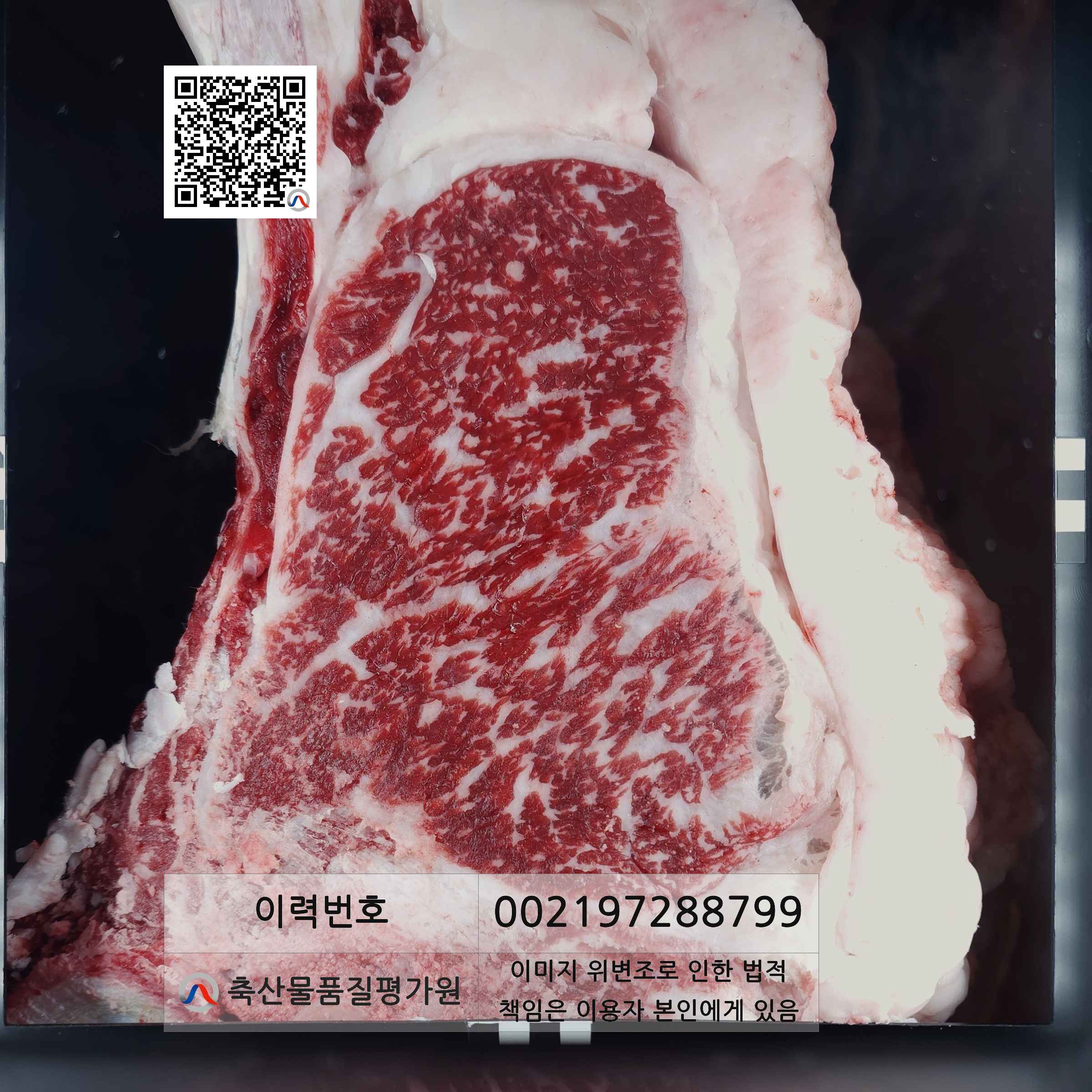등심단면적 사진