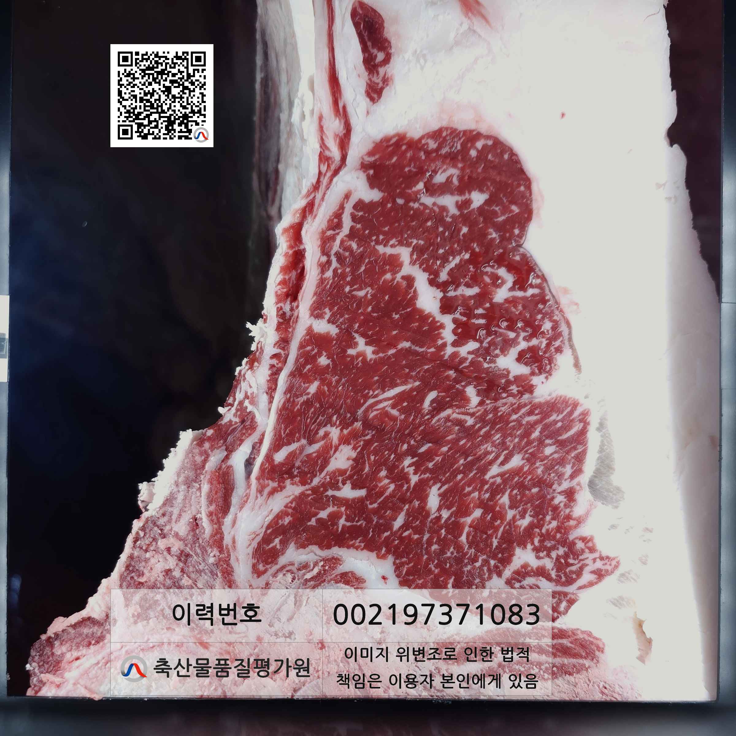 등심단면적 사진