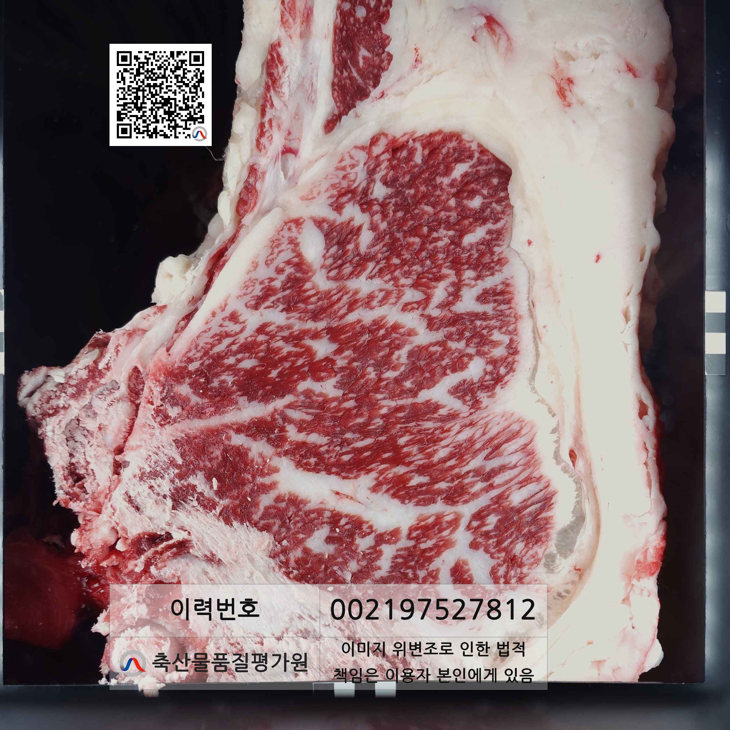 등심단면적 사진