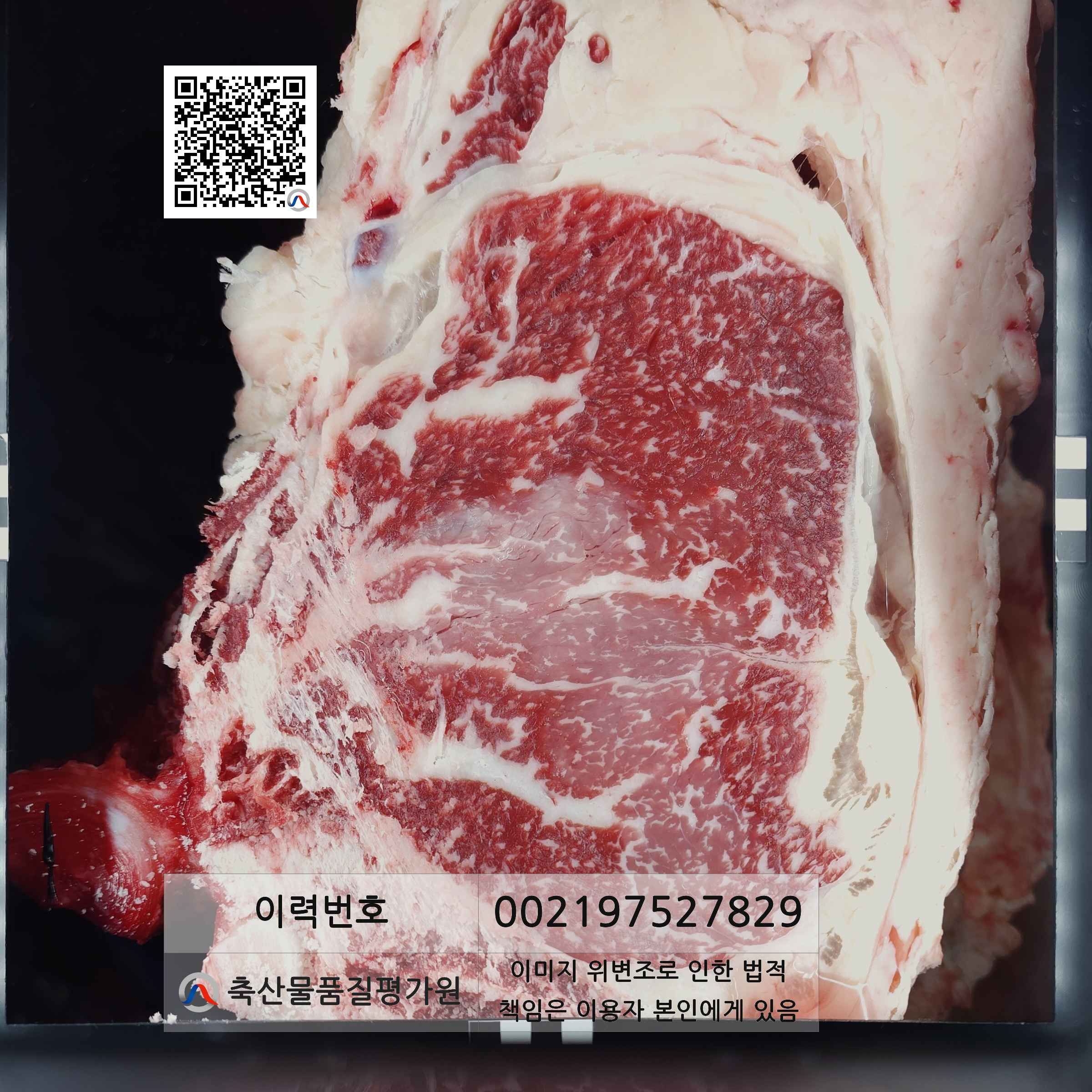 등심단면적 사진