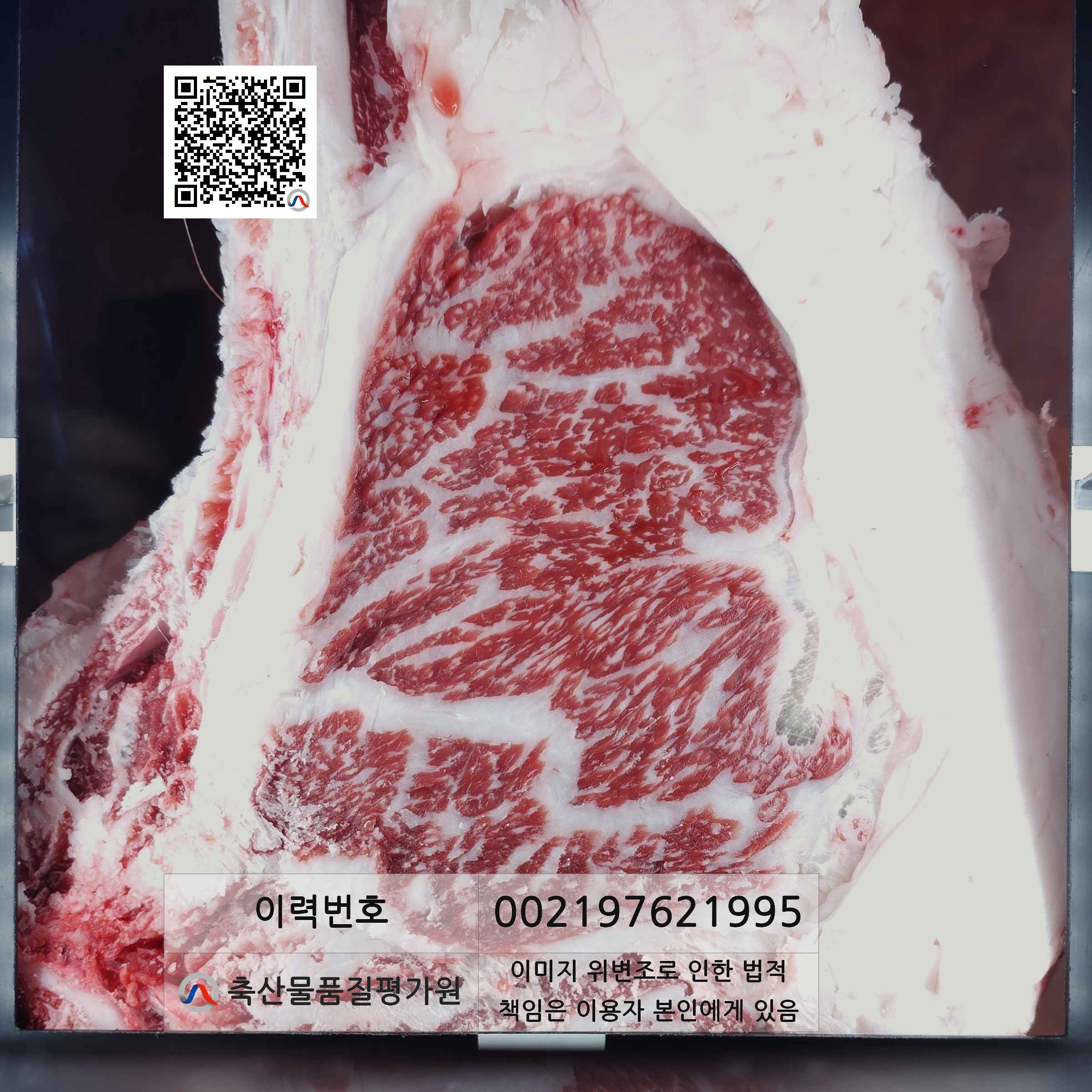 등심단면적 사진