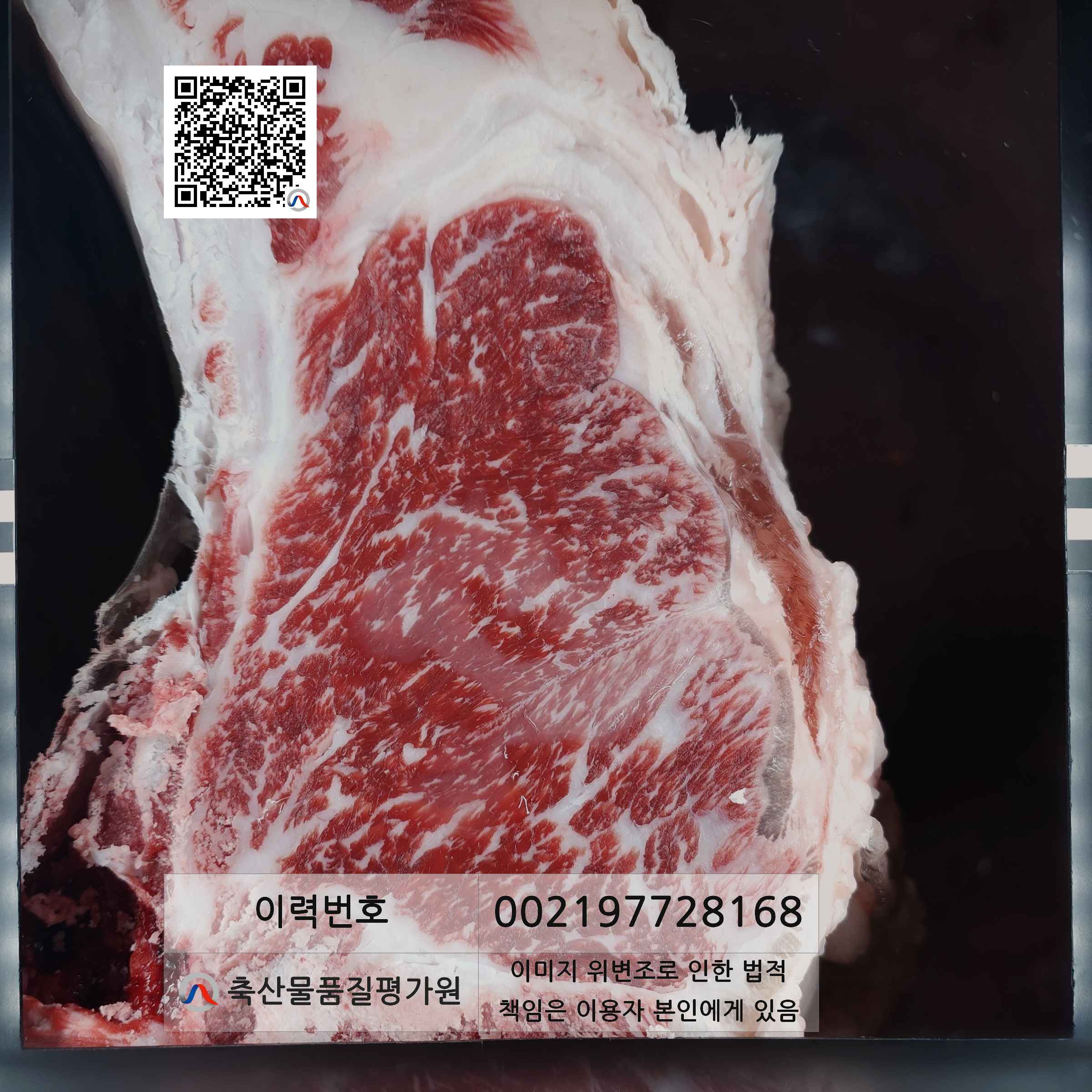 등심단면적 사진