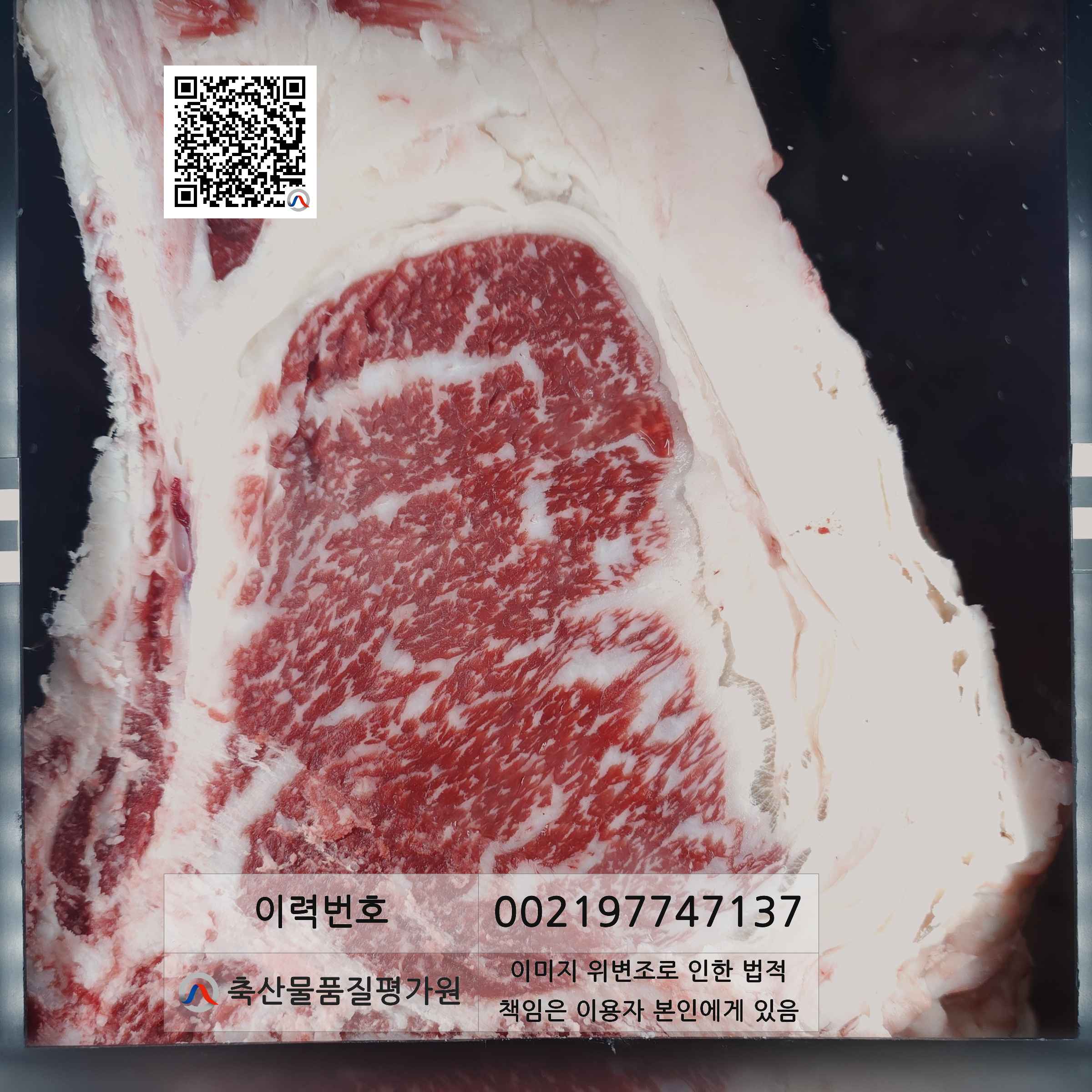 등심단면적 사진