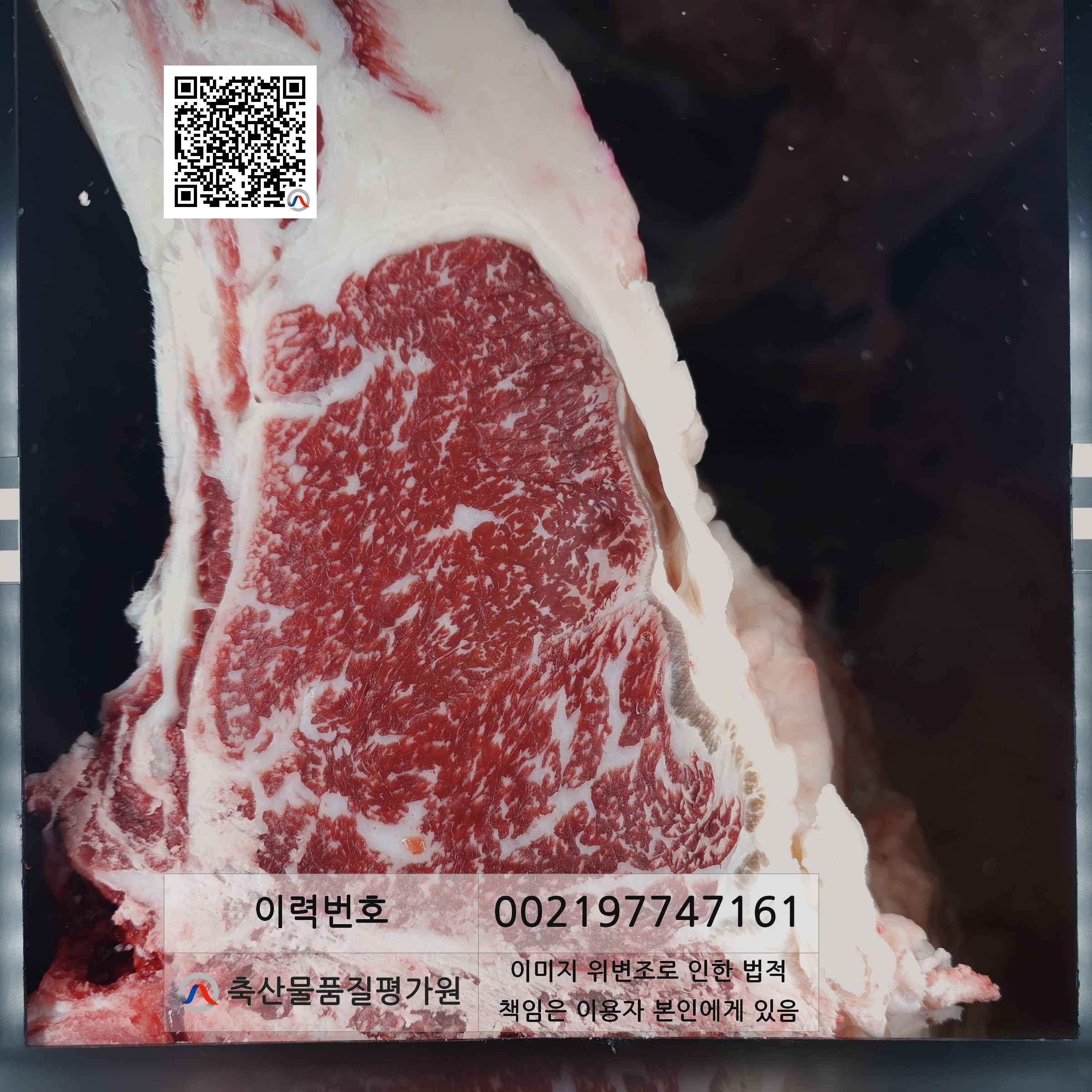 등심단면적 사진