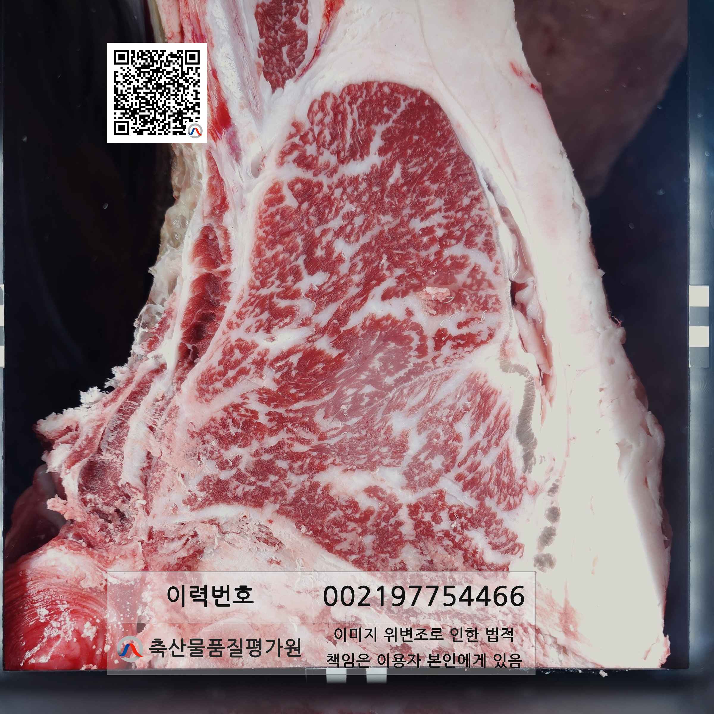 등심단면적 사진