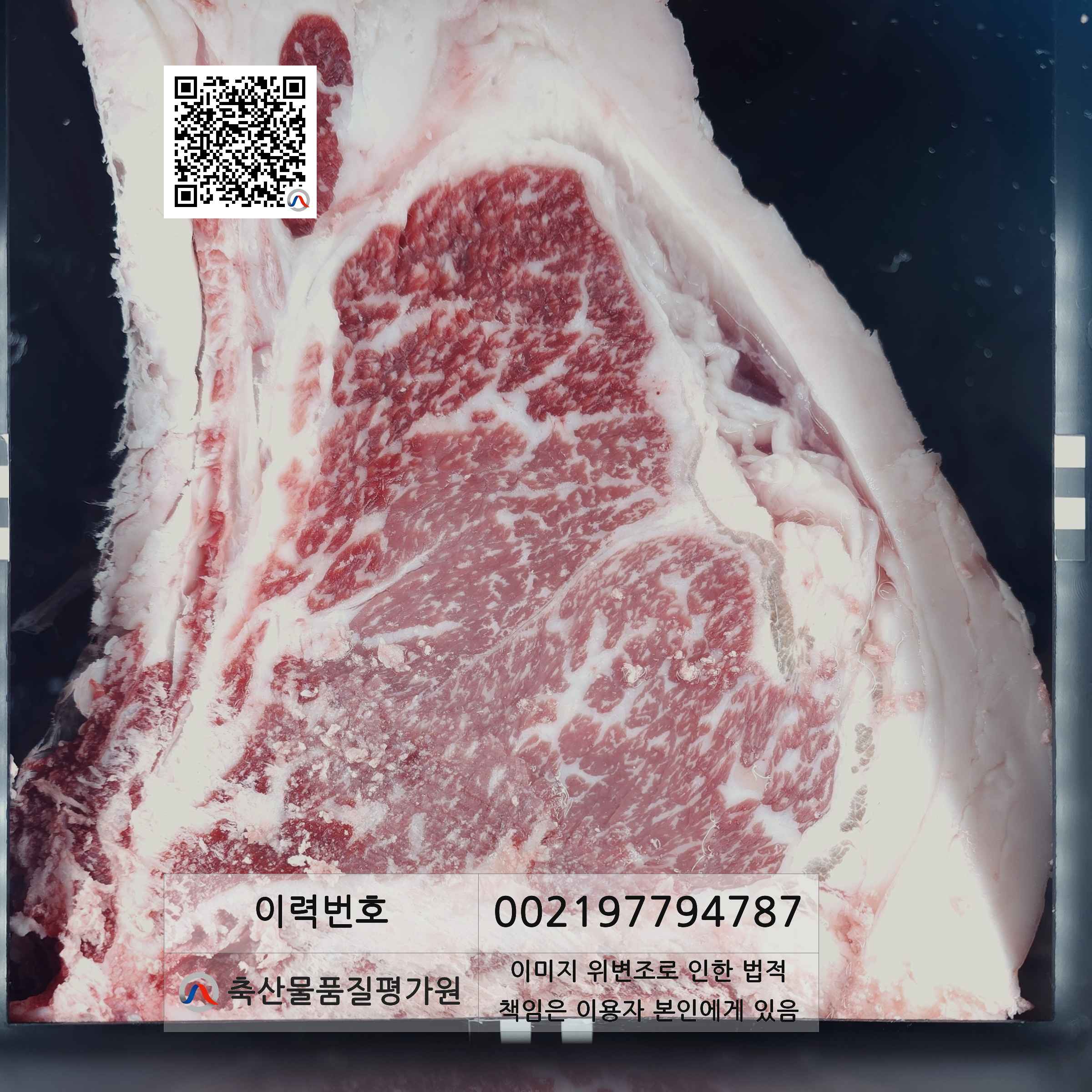 등심단면적 사진