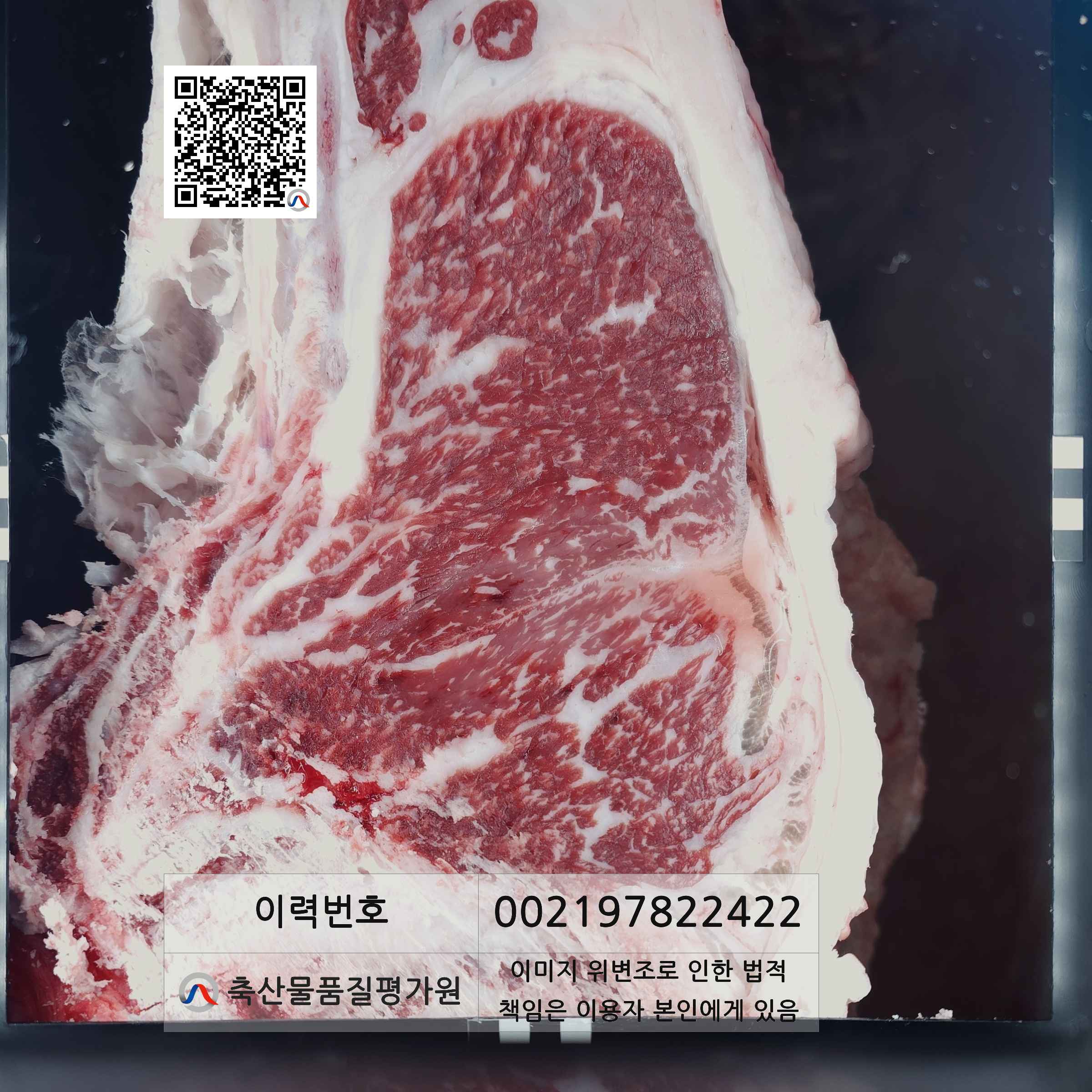 등심단면적 사진