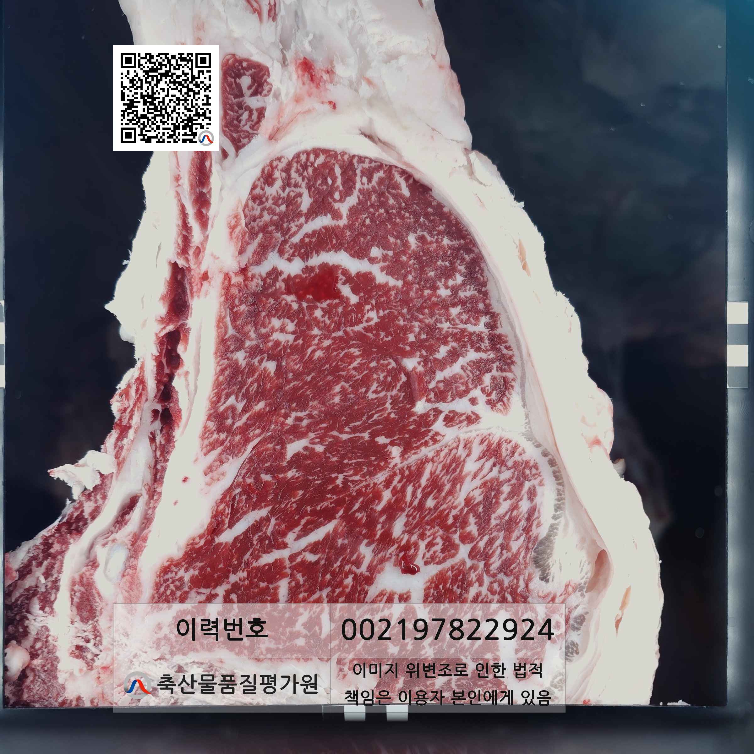 등심단면적 사진