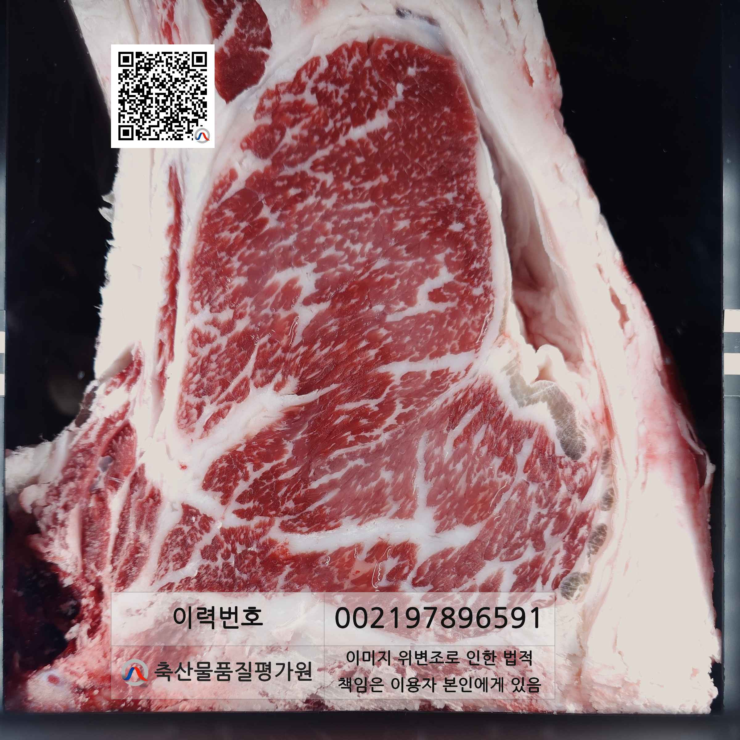 등심단면적 사진