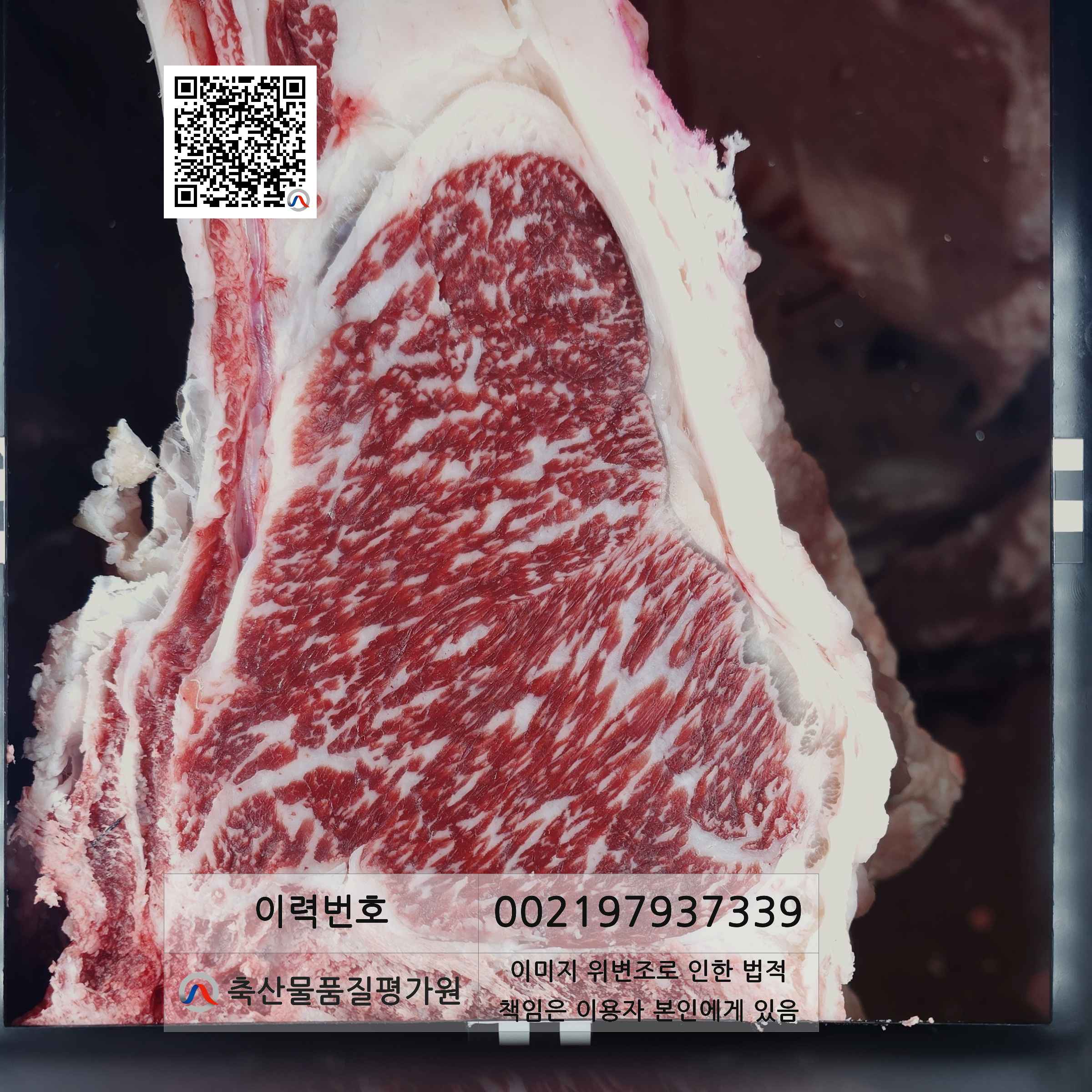 등심단면적 사진