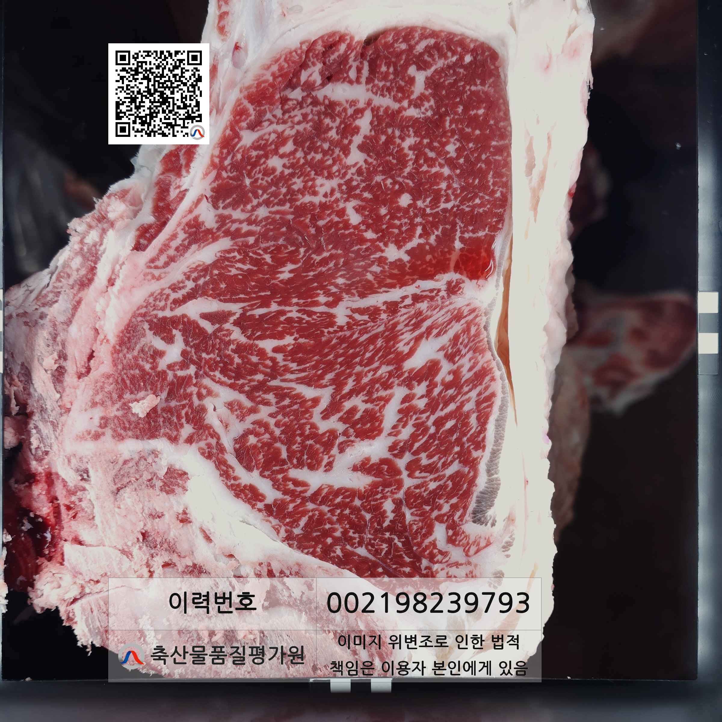 등심단면적 사진