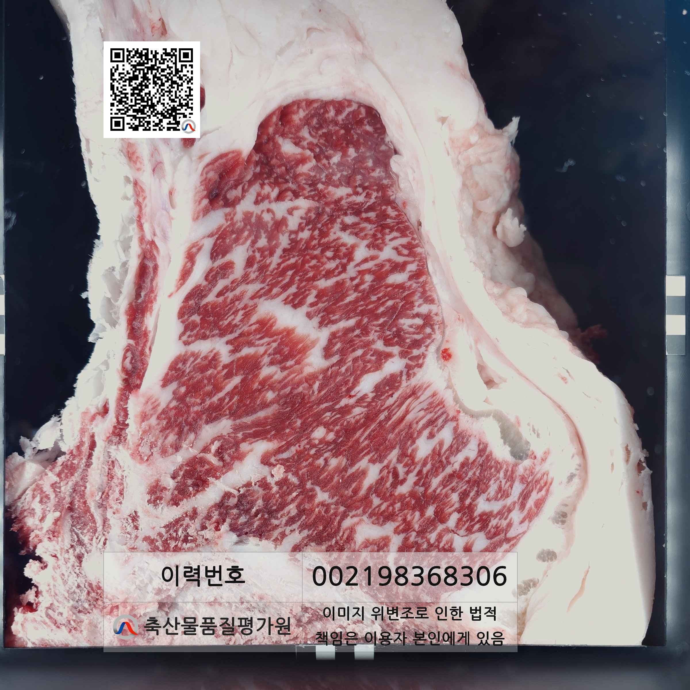 등심단면적 사진
