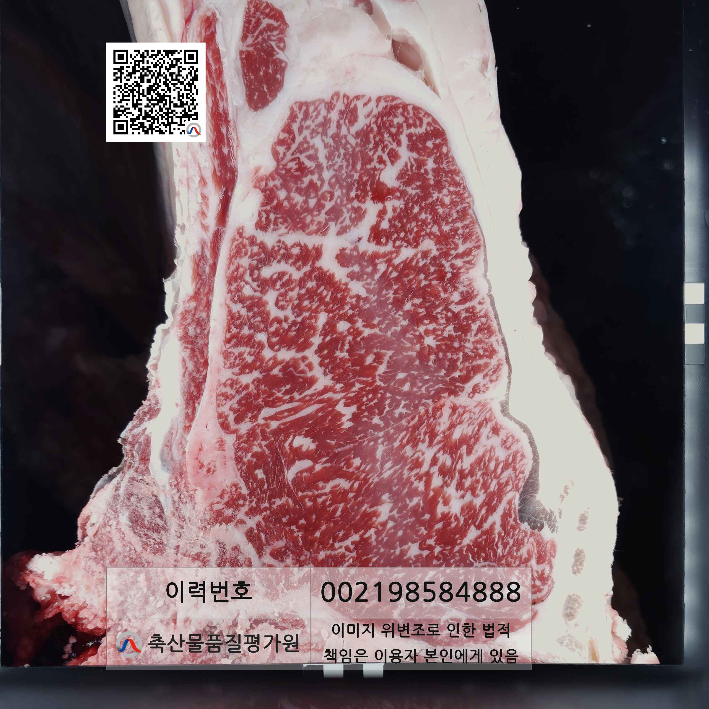 등심단면적 사진