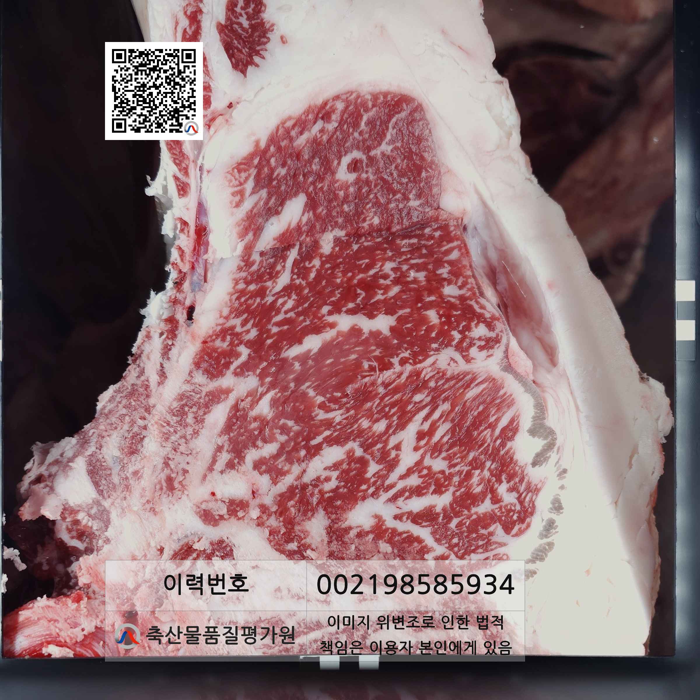 등심단면적 사진