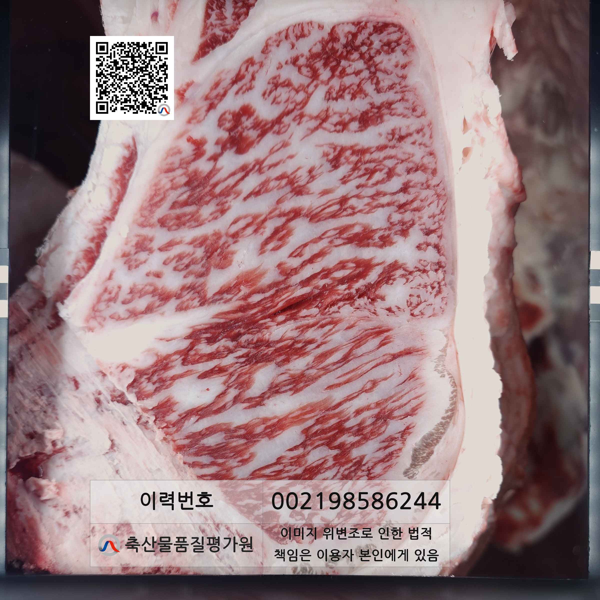 등심단면적 사진