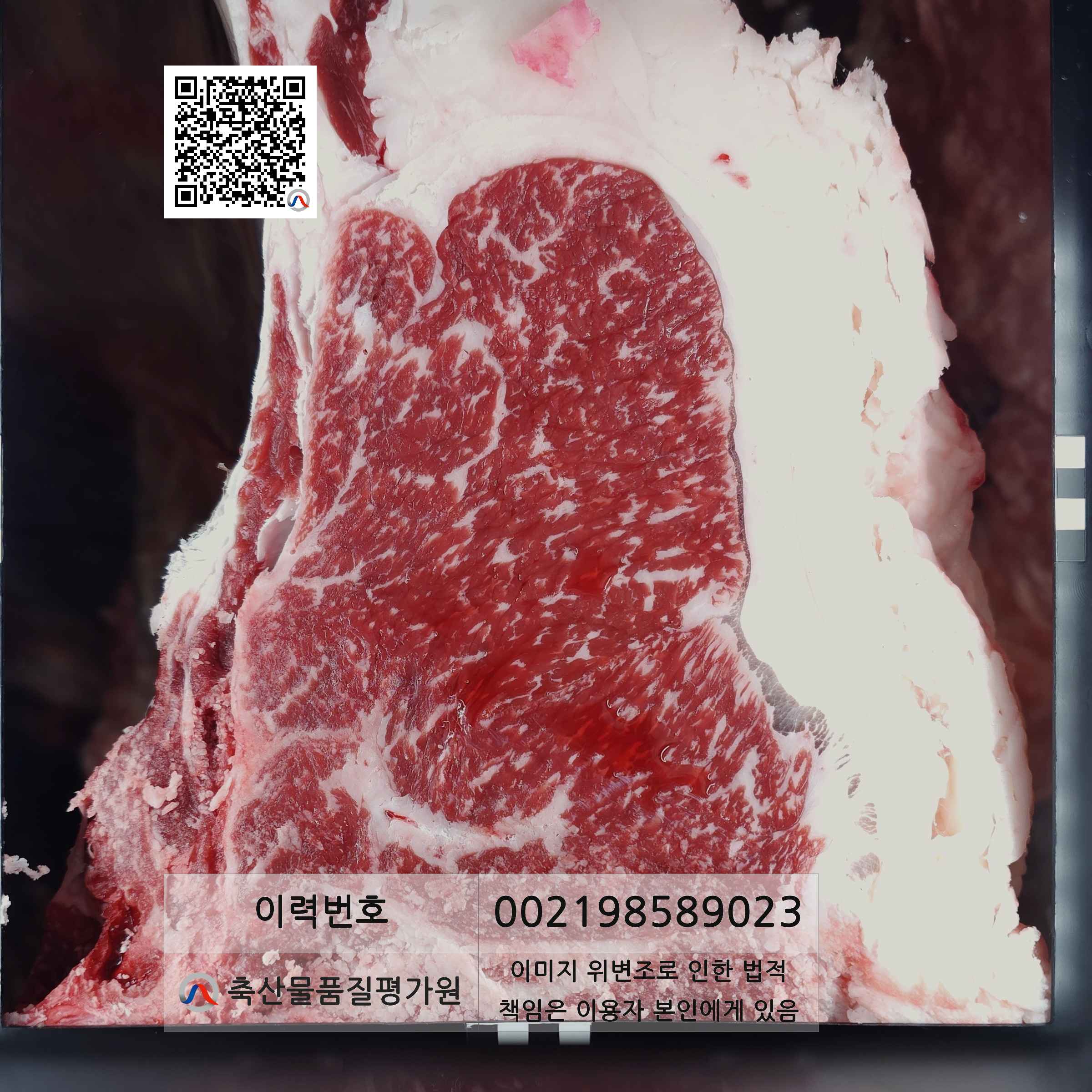등심단면적 사진