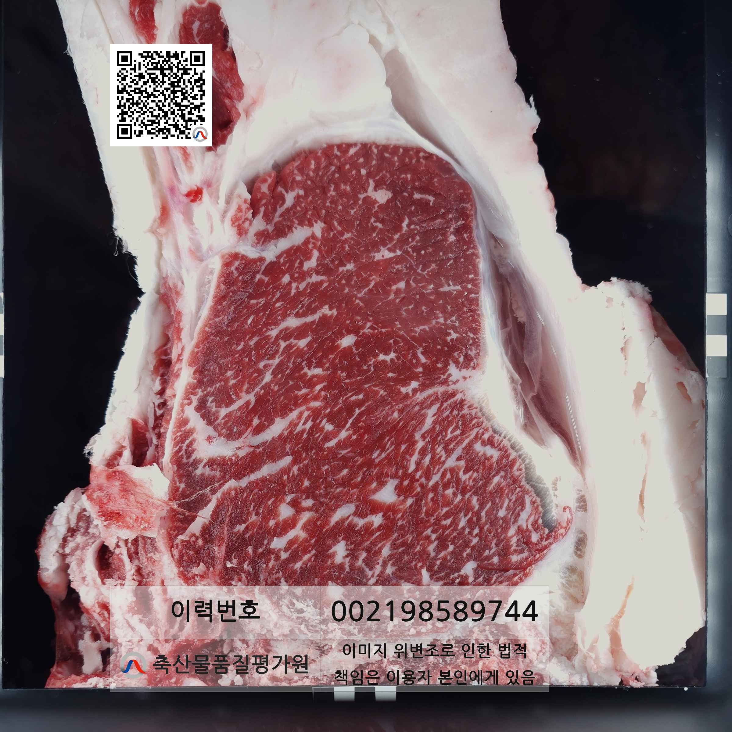 등심단면적 사진