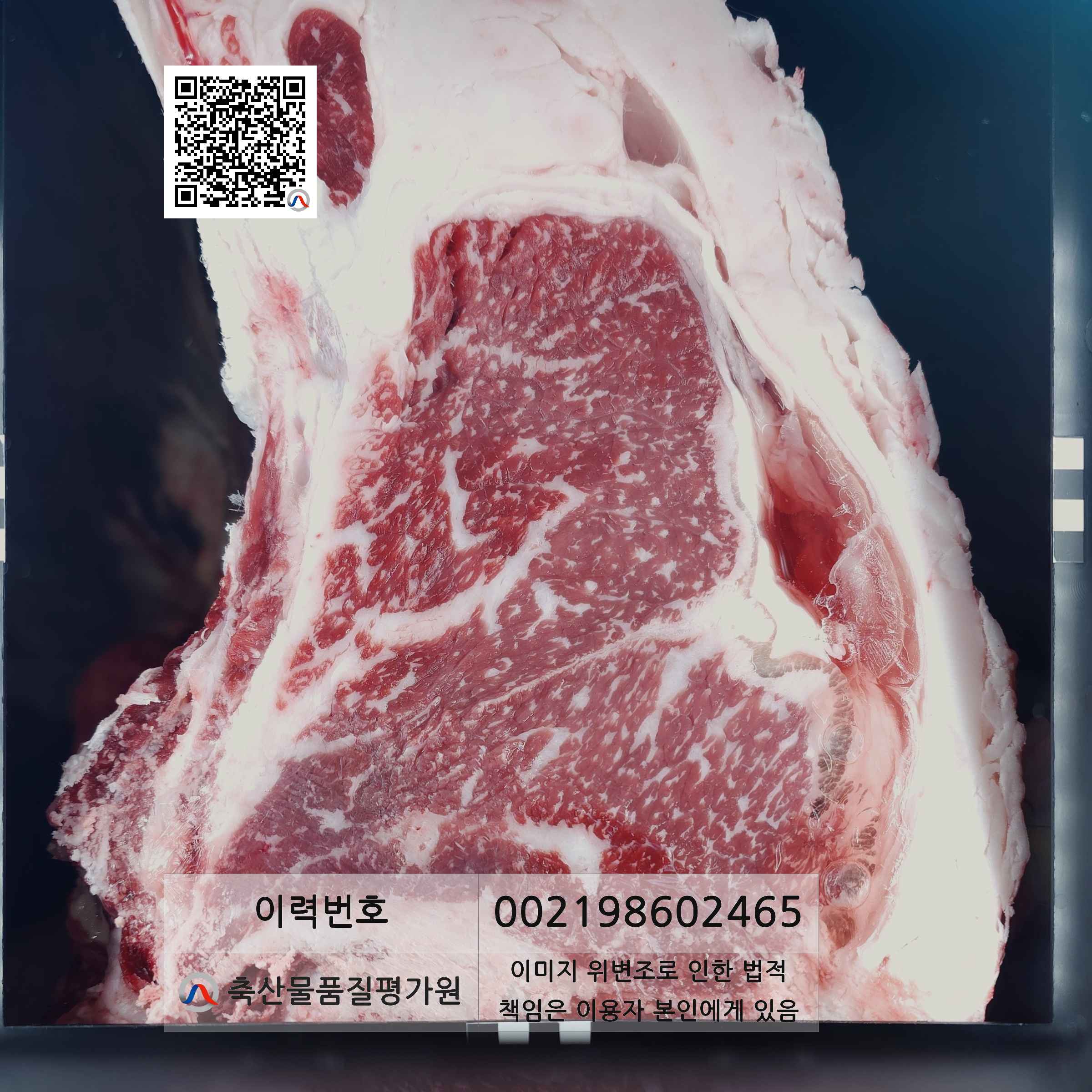 등심단면적 사진