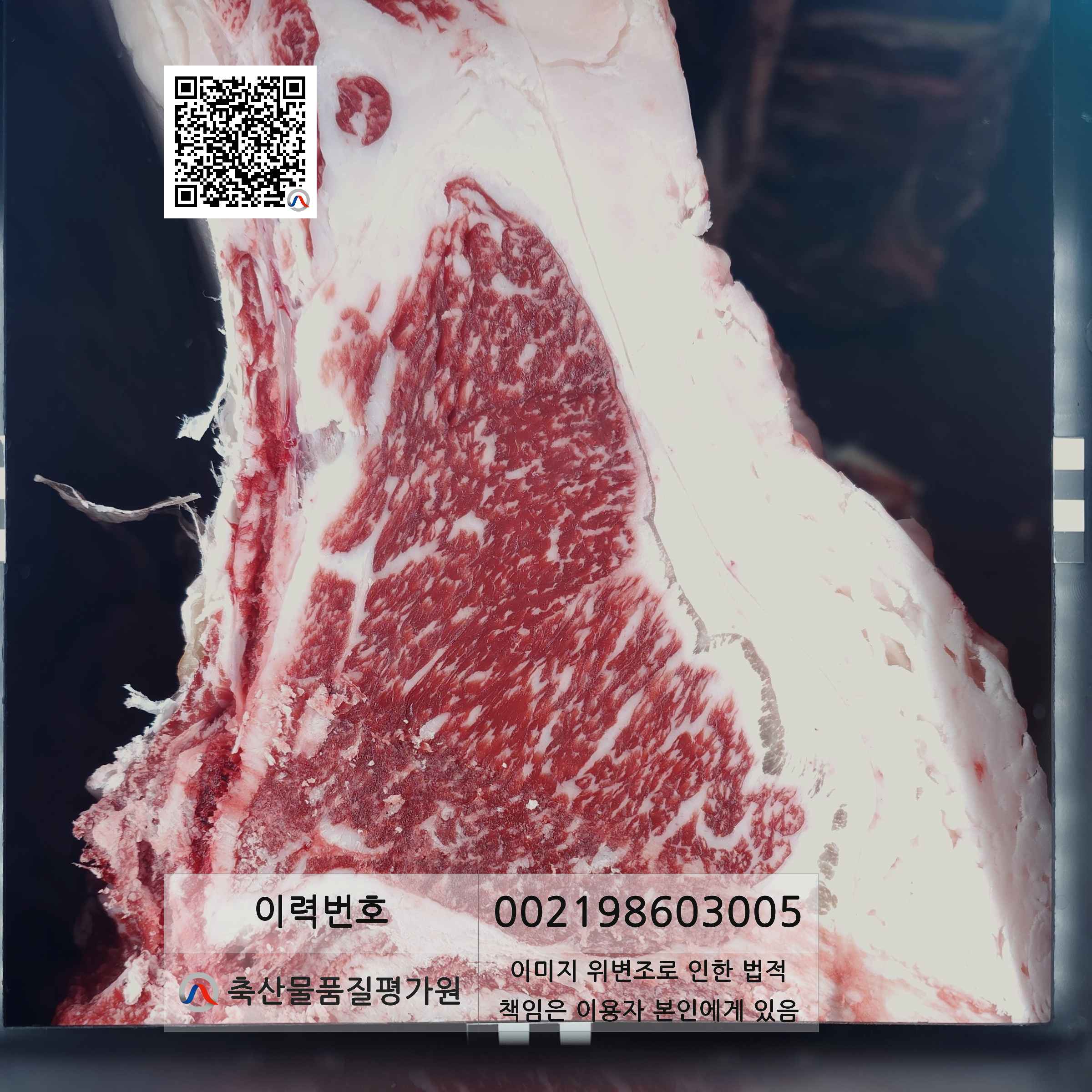 등심단면적 사진