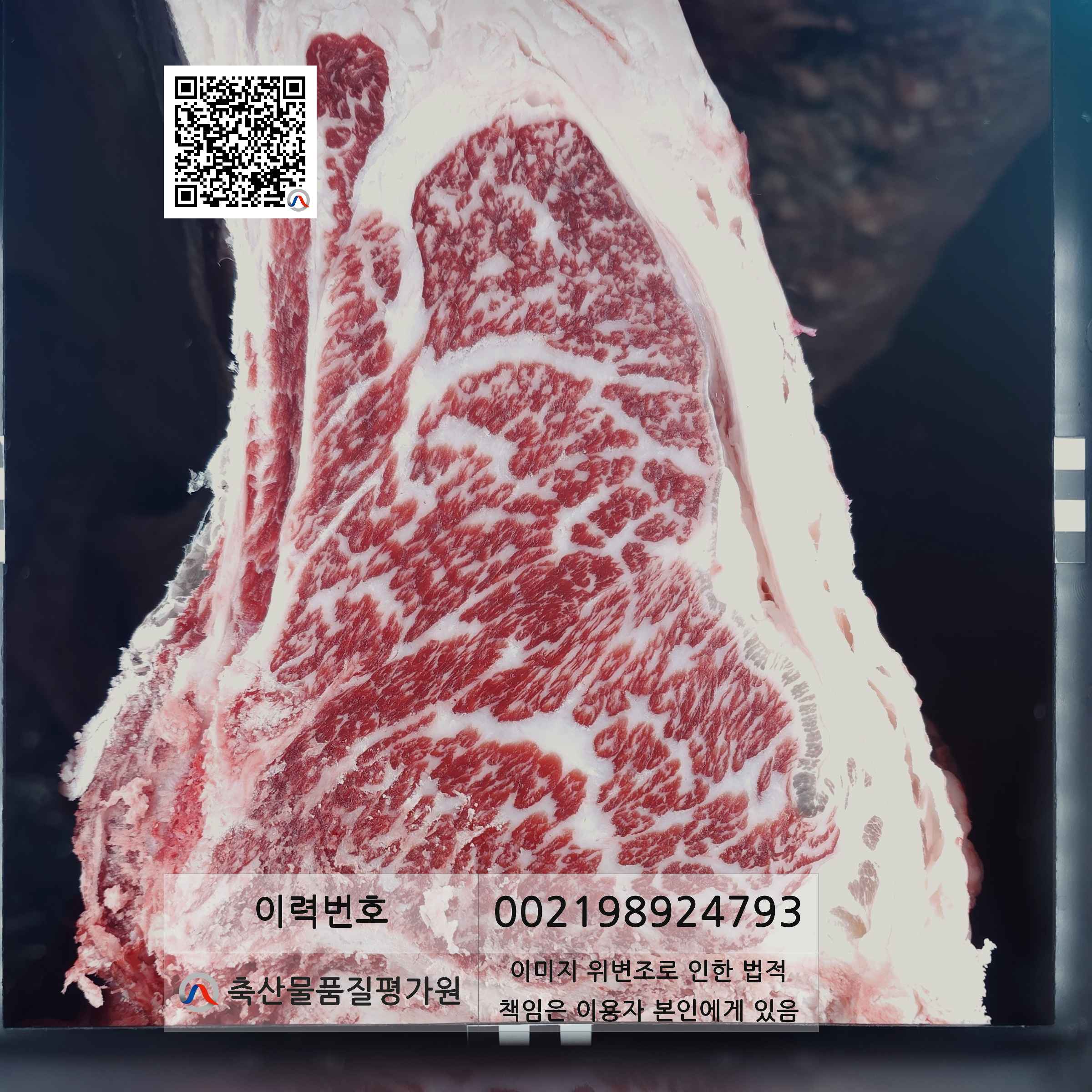 등심단면적 사진