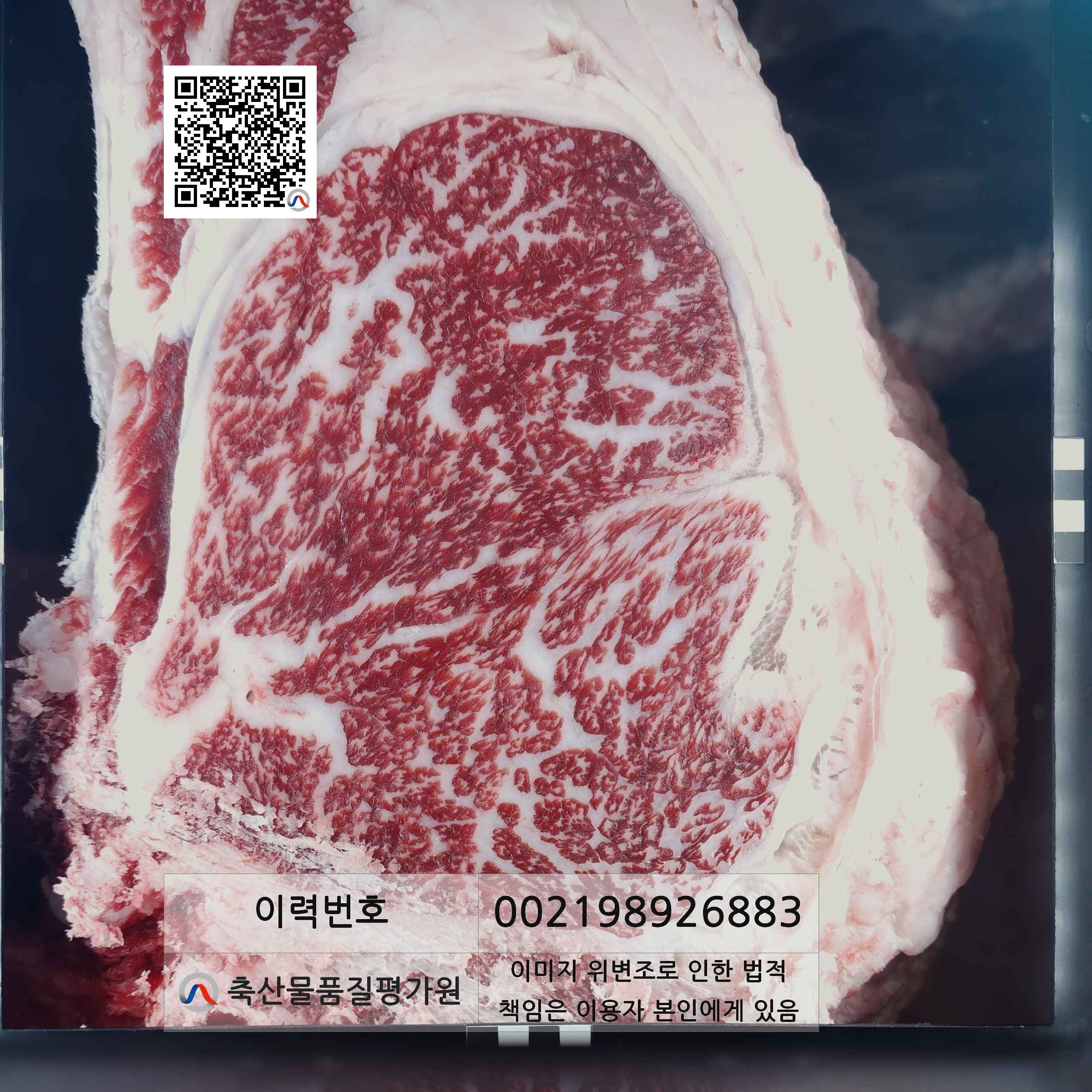 등심단면적 사진