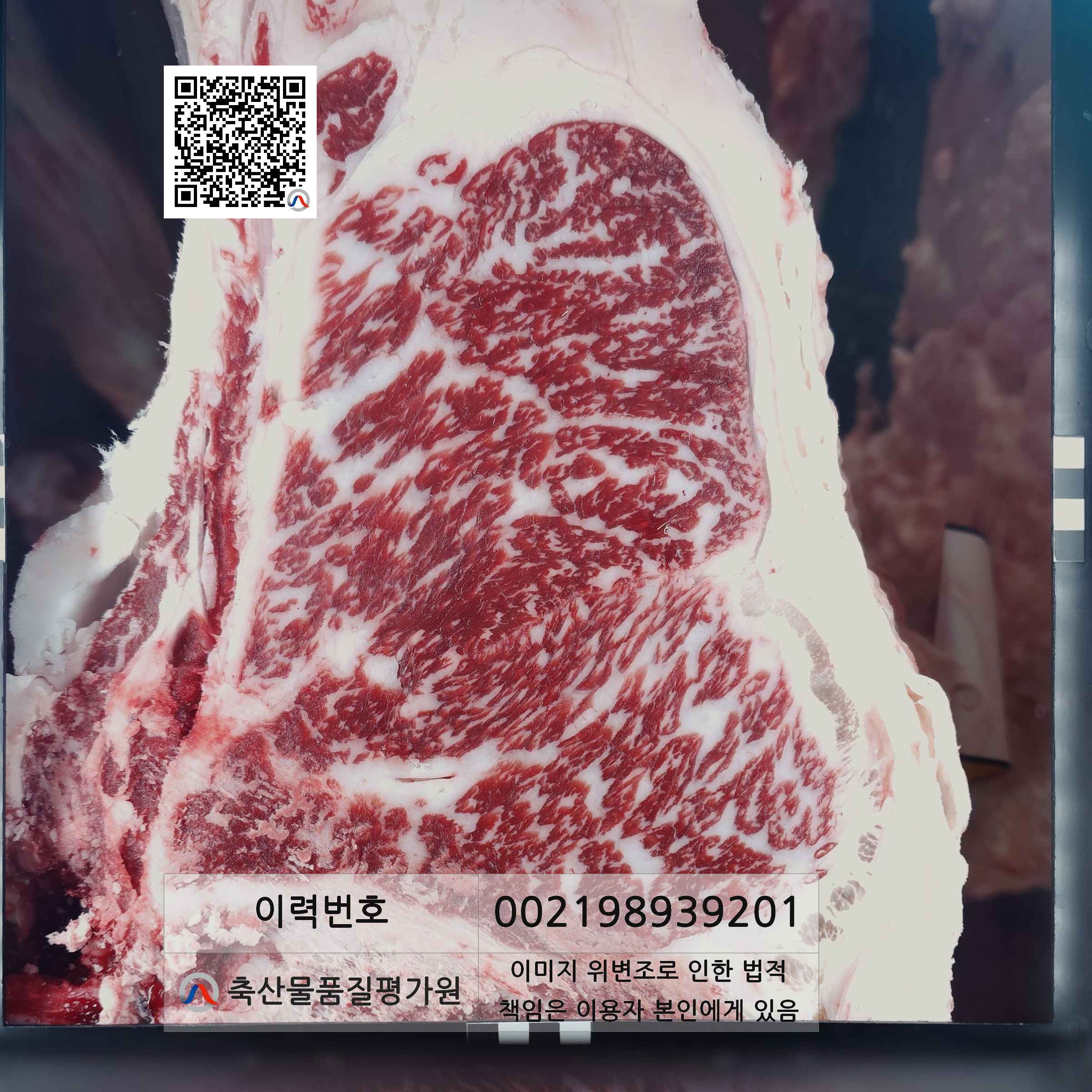 등심단면적 사진